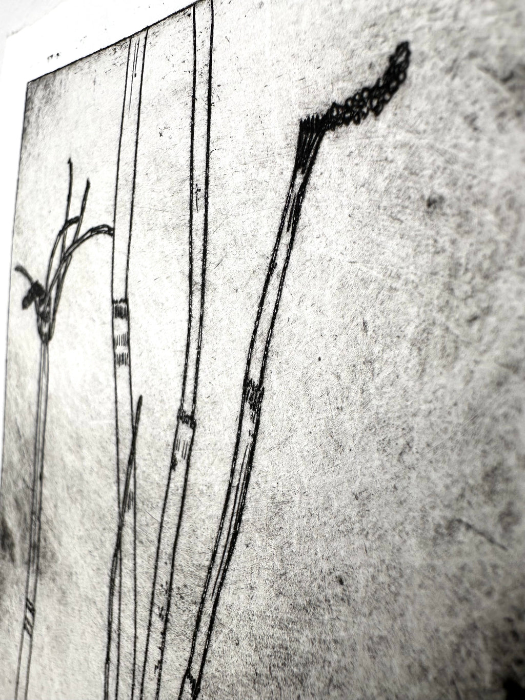 Horsetail - a intaglio print
