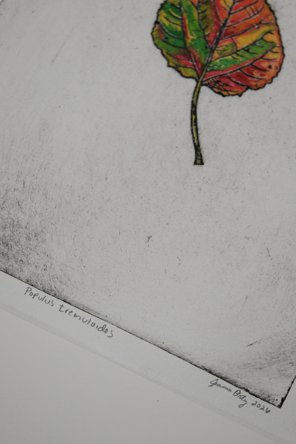 Aspen Leaf - a painted intaglio print