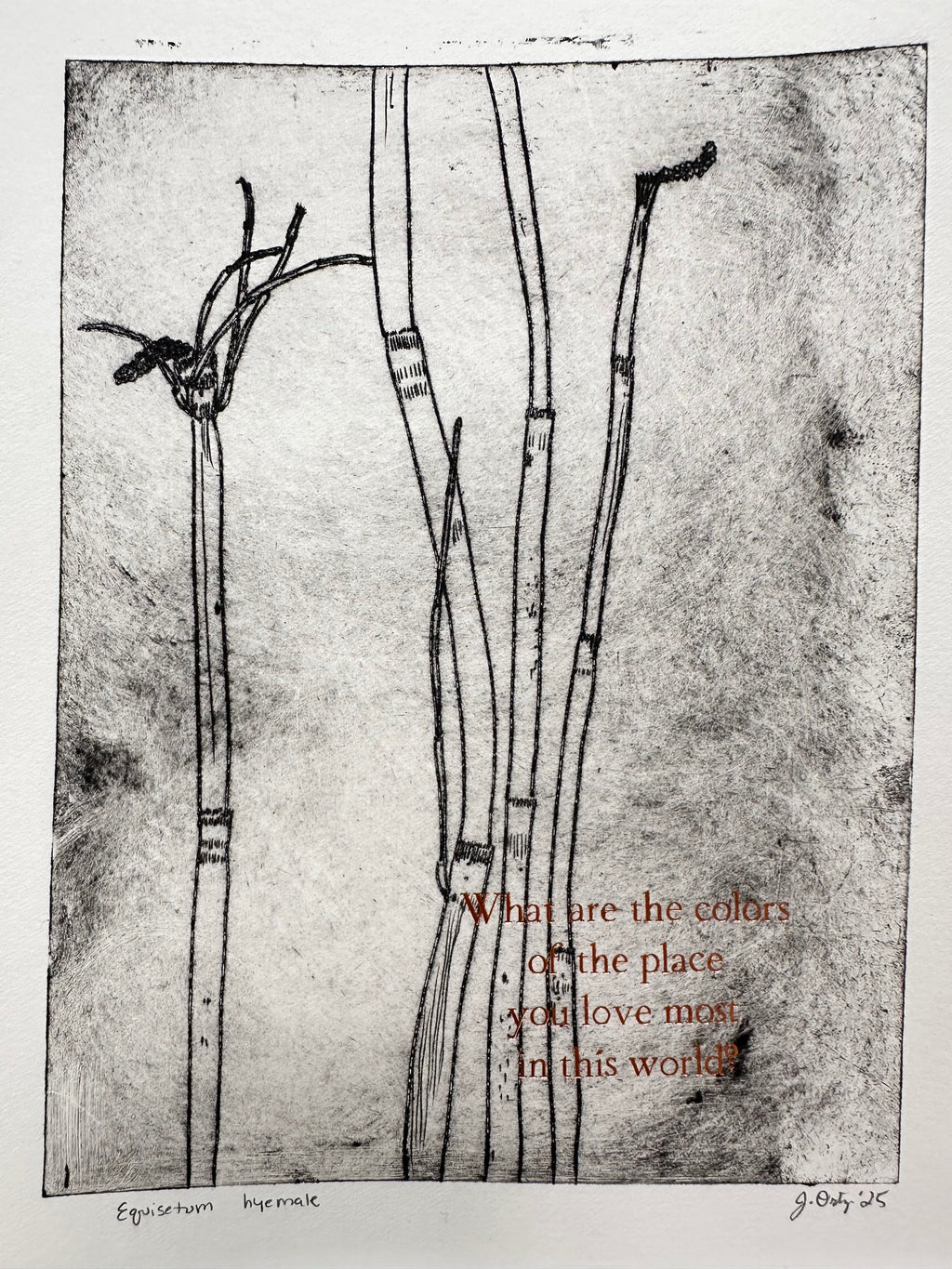 Horsetail - a intaglio print