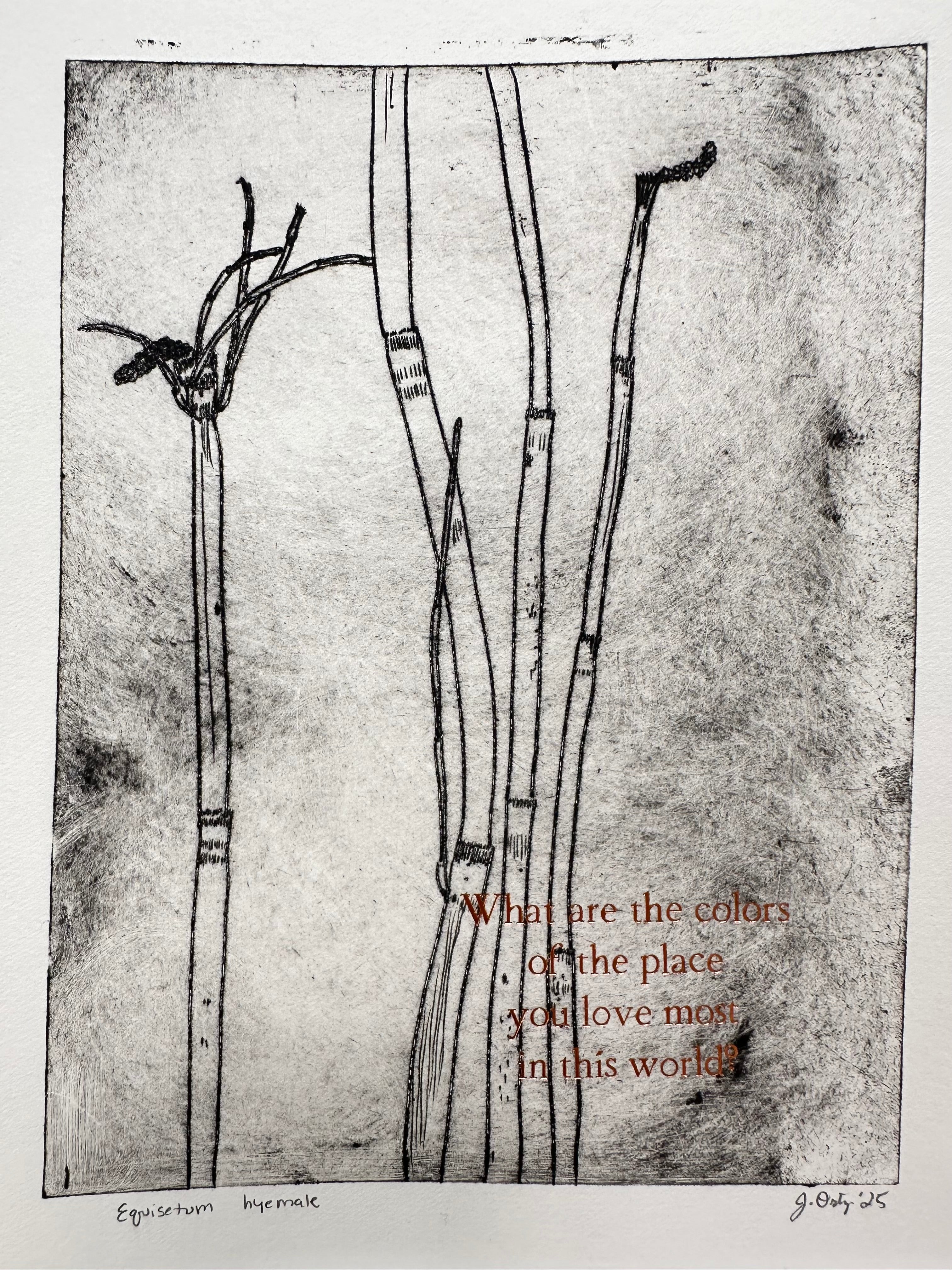 Horsetail - a intaglio print