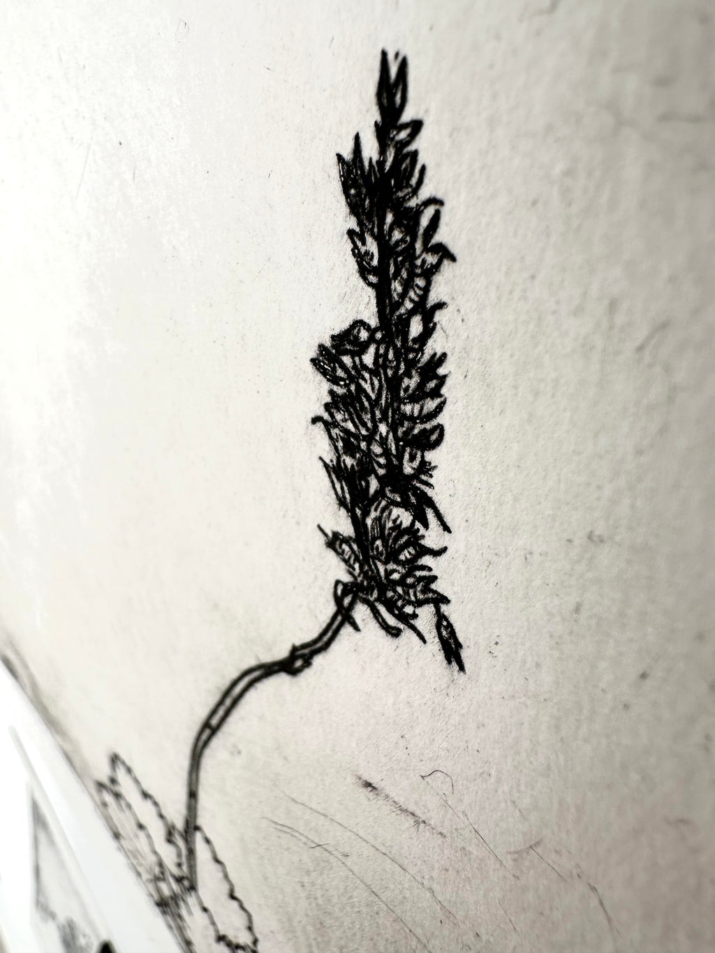 Bracted Alumroot - an intaglio print