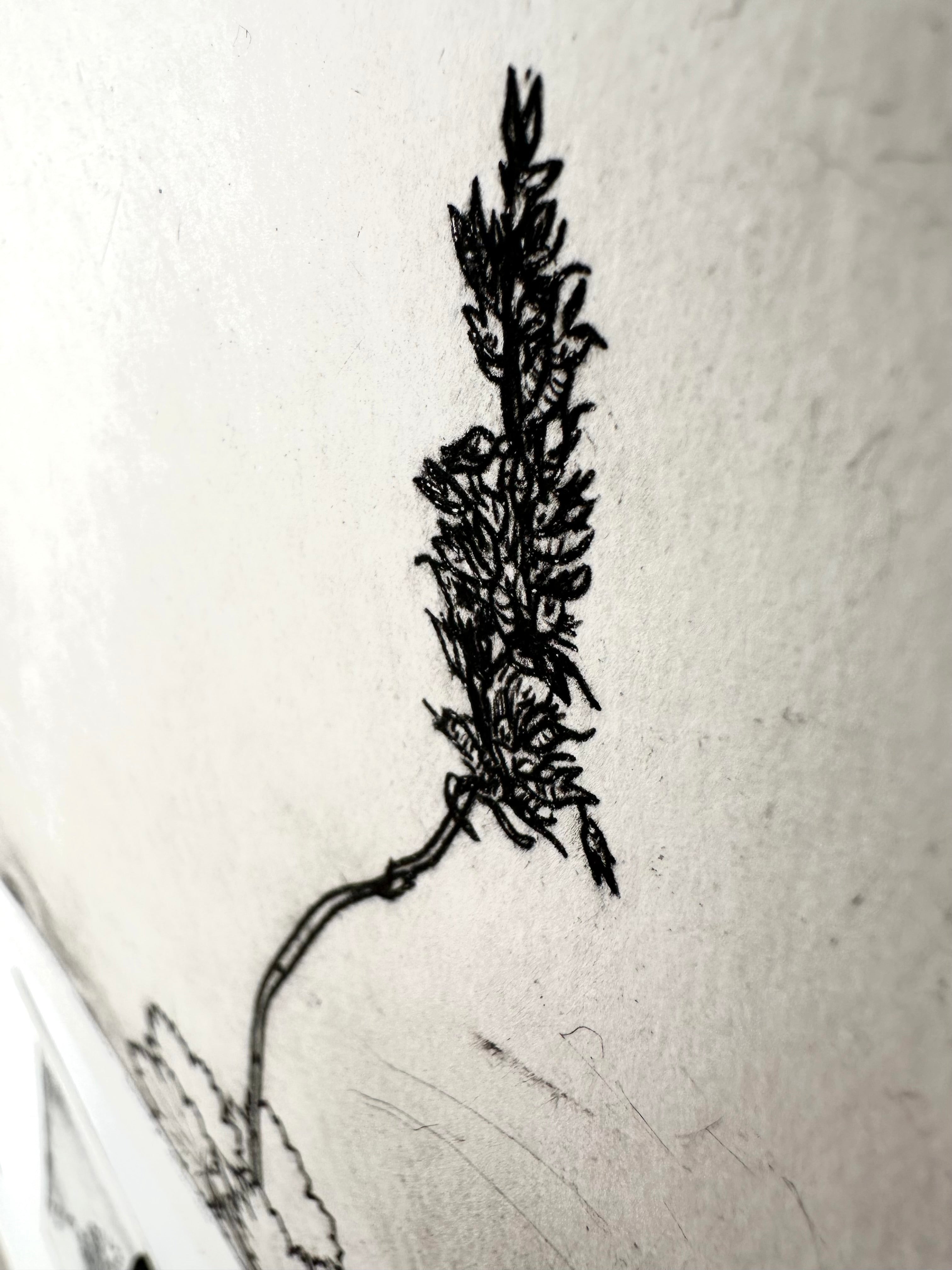 Bracted Alumroot - an intaglio print