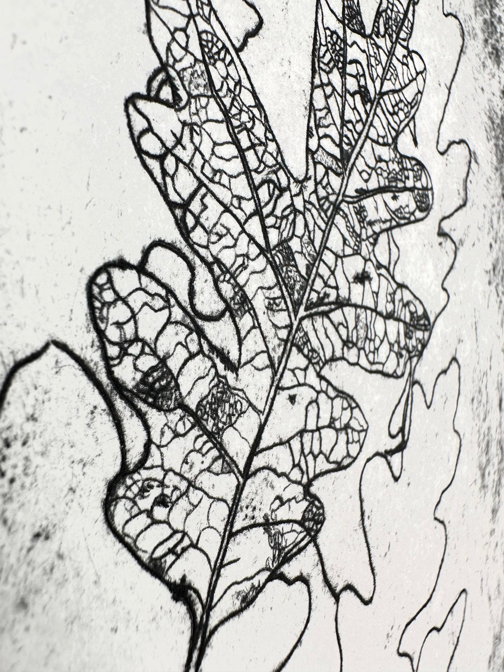 Quercus Gambelii - an intaglio print