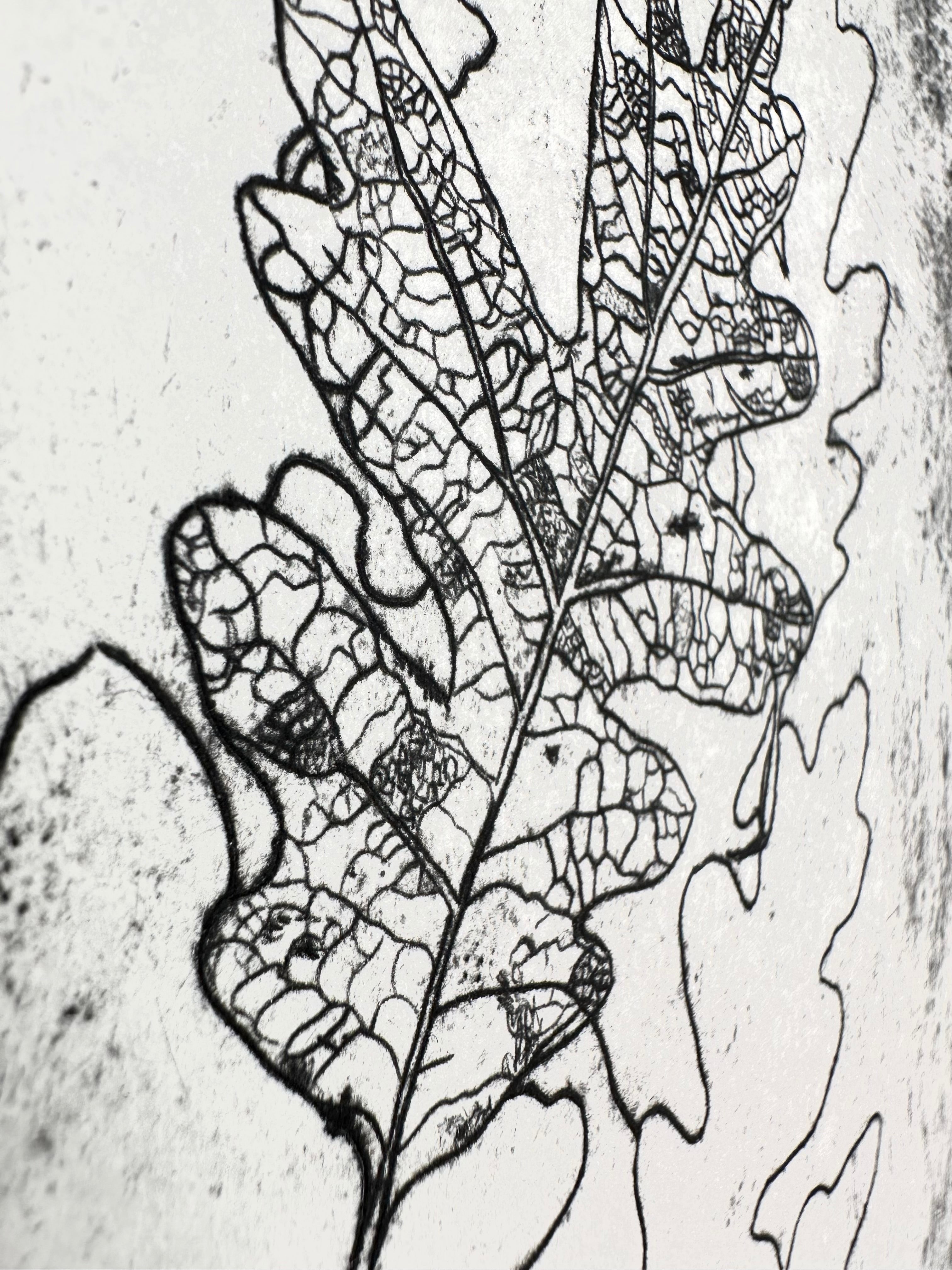 Quercus Gambelii - an intaglio print