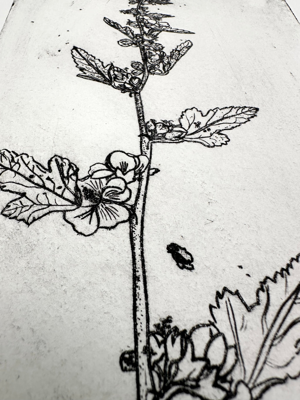 Globe mallow - an intaglio print