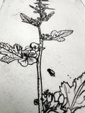 Globe mallow - an intaglio print