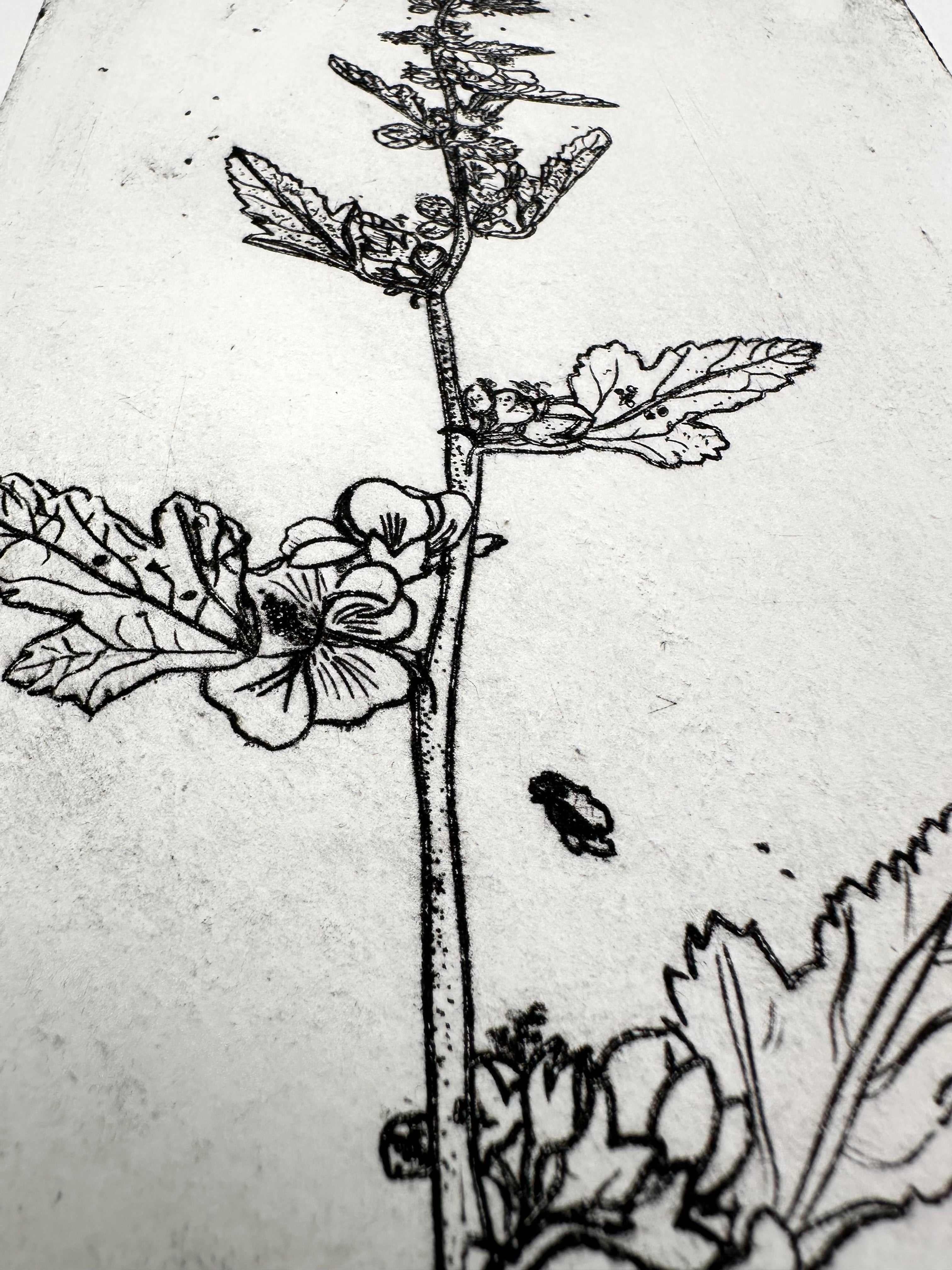 Globe mallow - an intaglio print