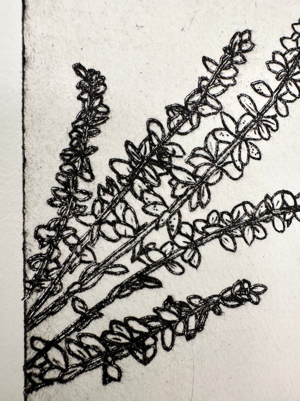 Polemonium Brandegeei - an intaglio print