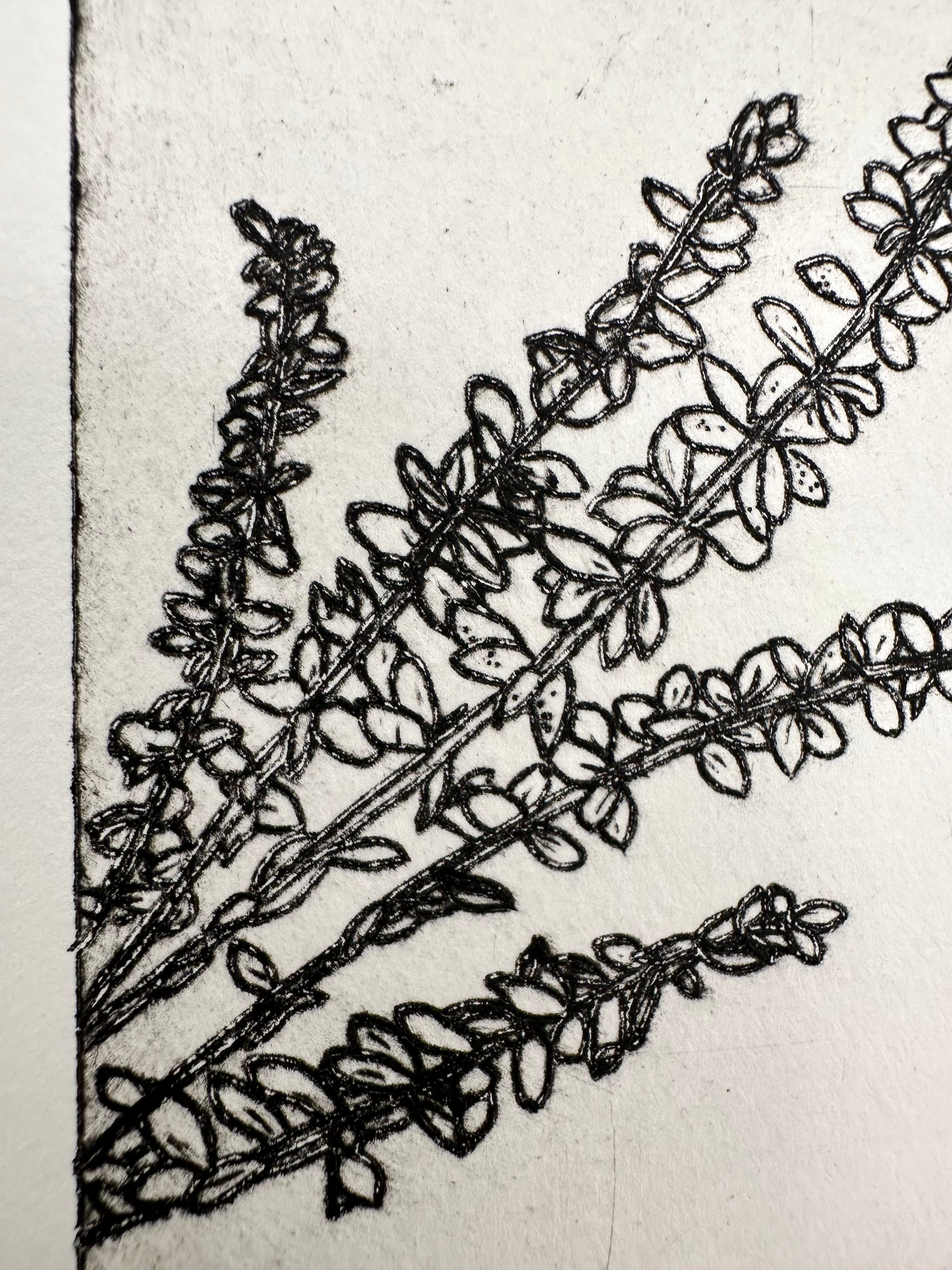 Polemonium Brandegeei - an intaglio print