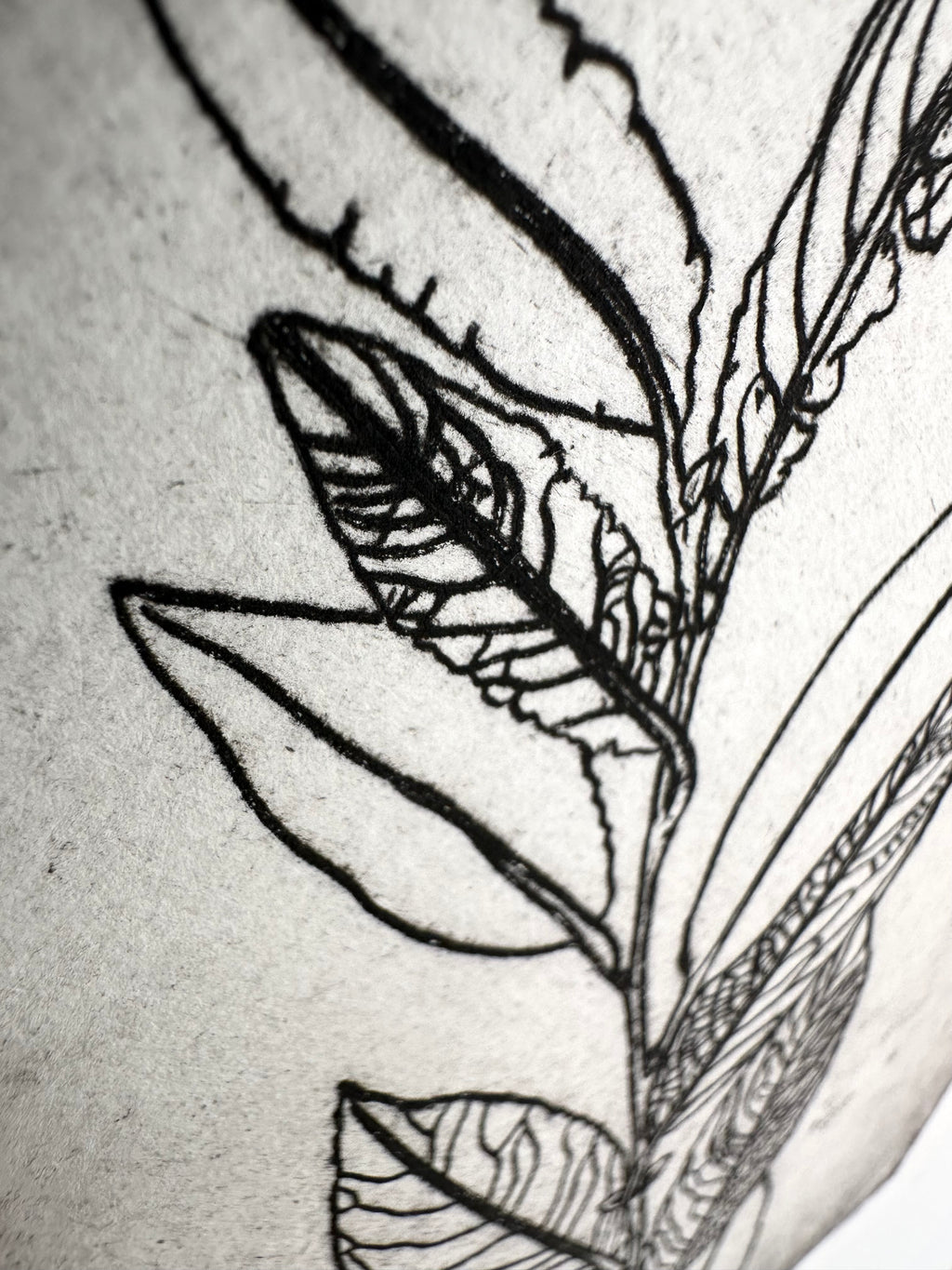 Salix bebbiana - an intaglio print