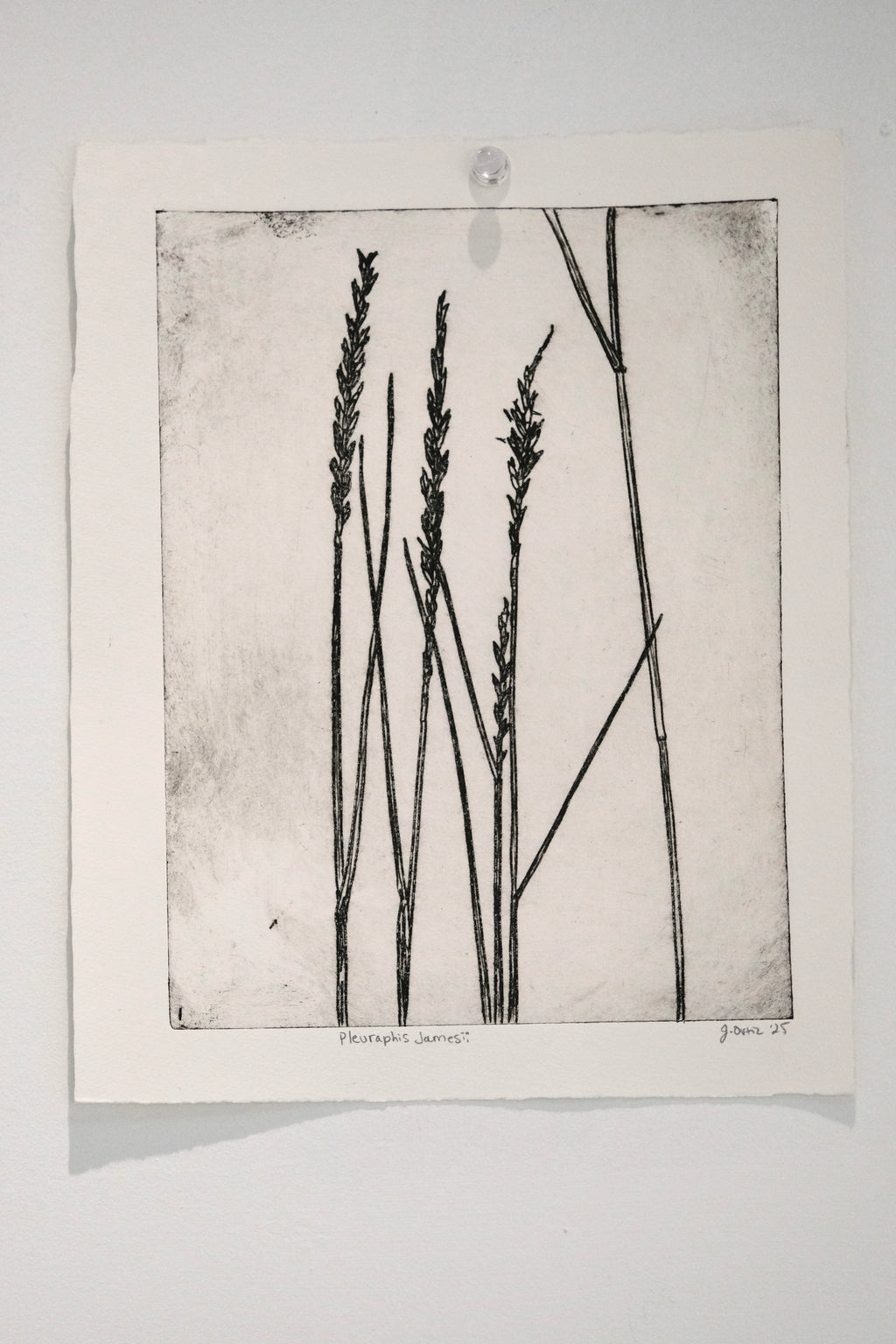 Pleuraphis Jamesii Grass - intaglio print