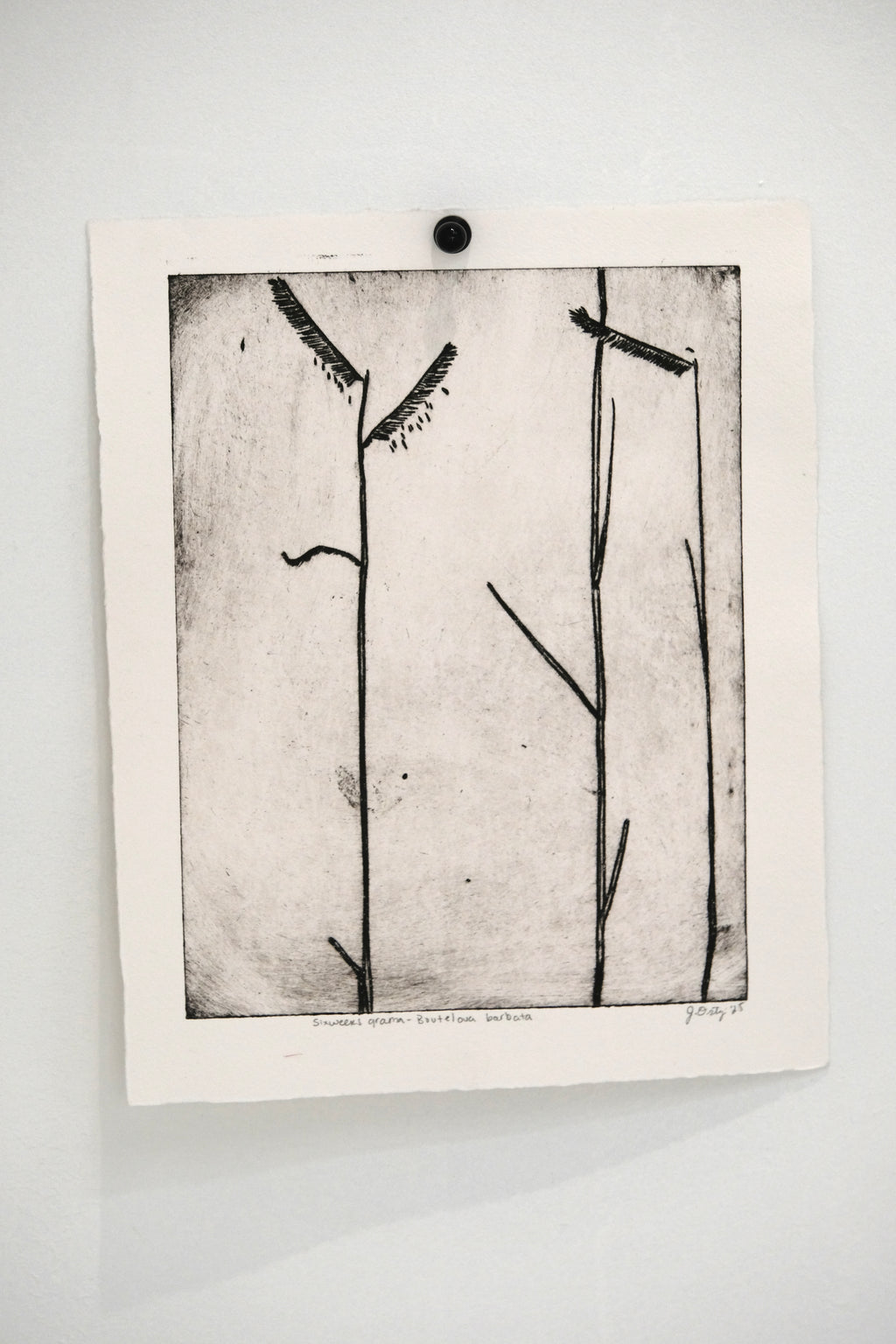 Sixweeks Grama Grass - an intaglio print