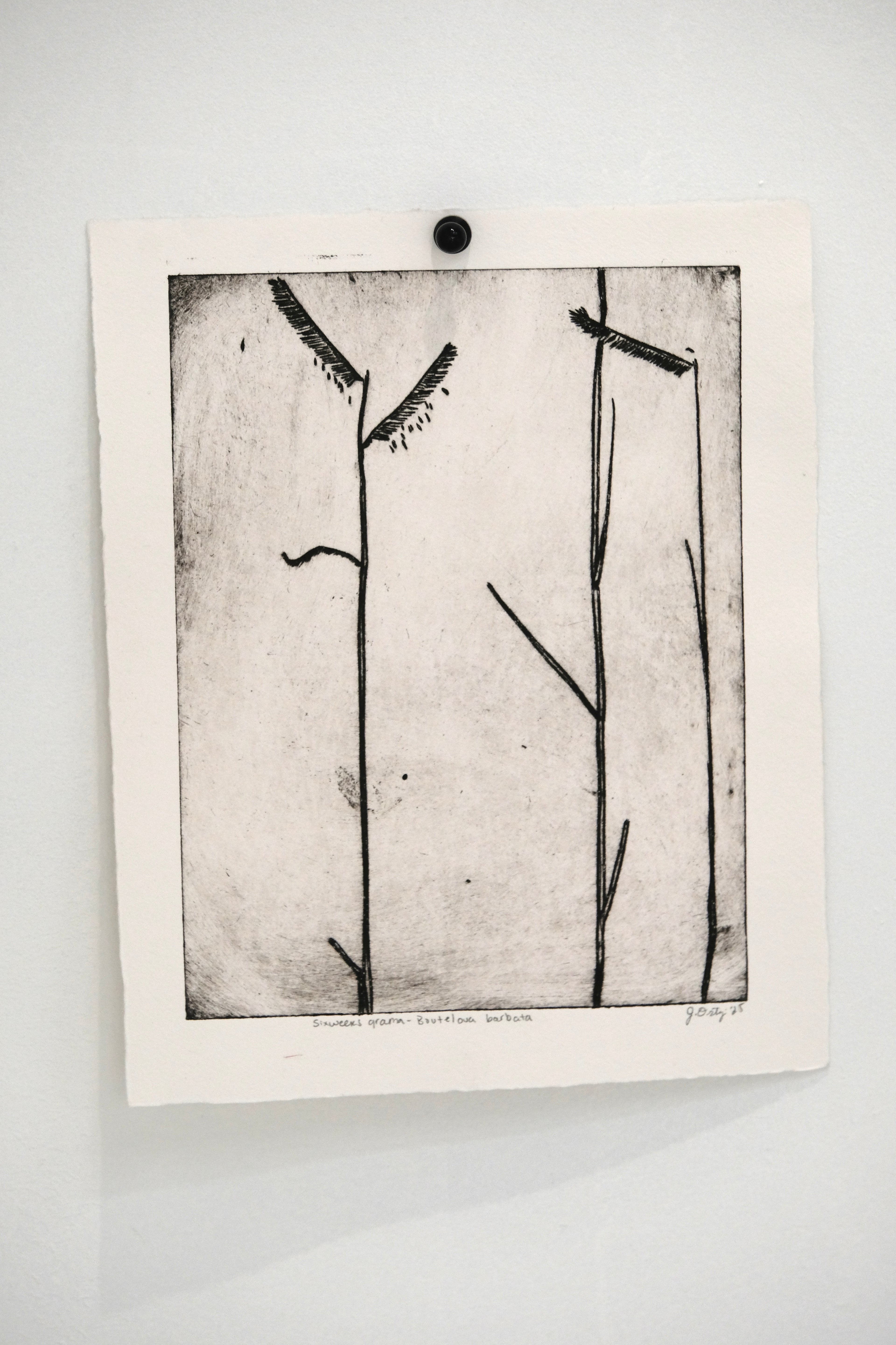 Sixweeks Grama Grass - an intaglio print