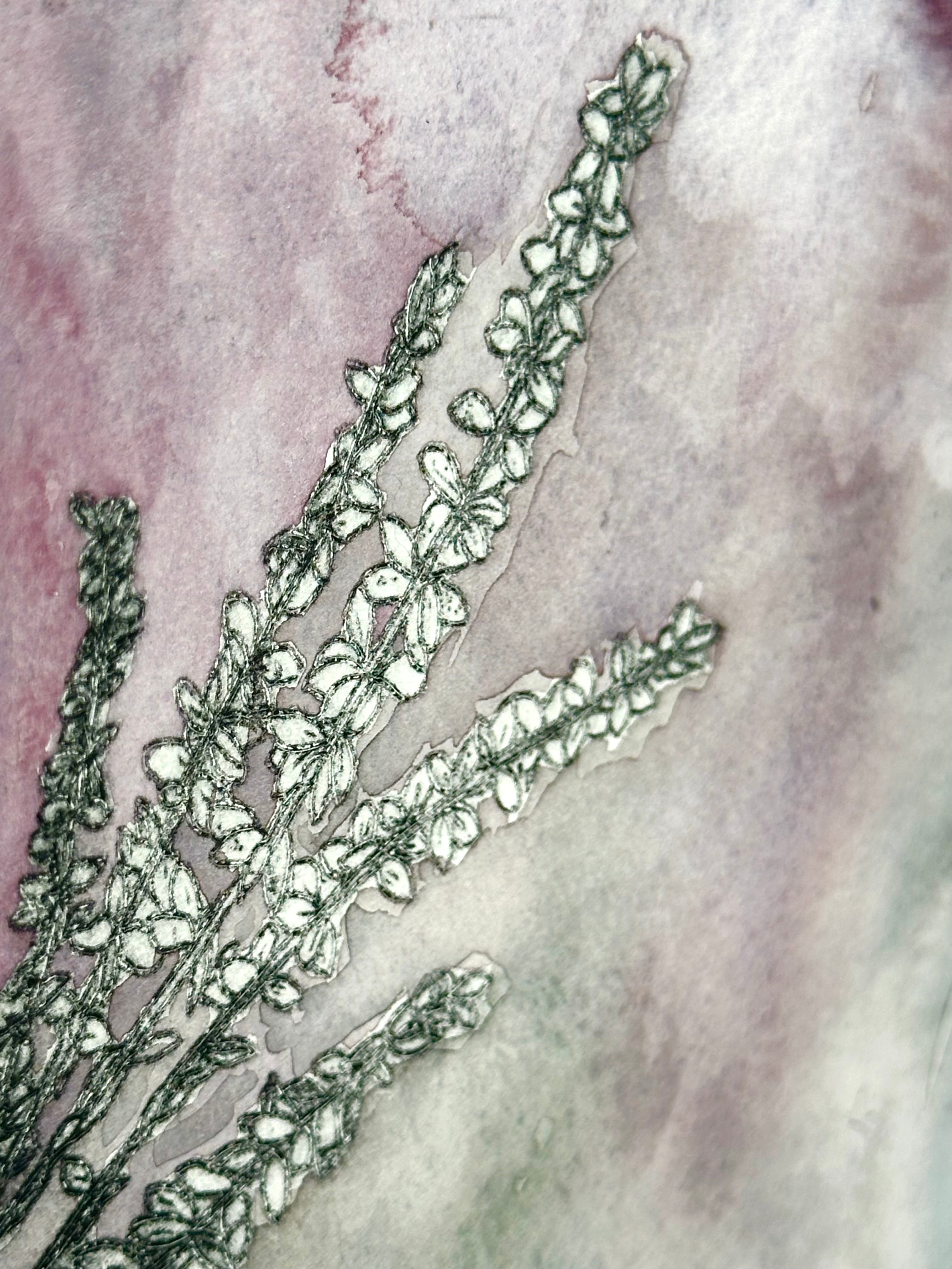 Polemonium brandegeei - a painted intaglio print