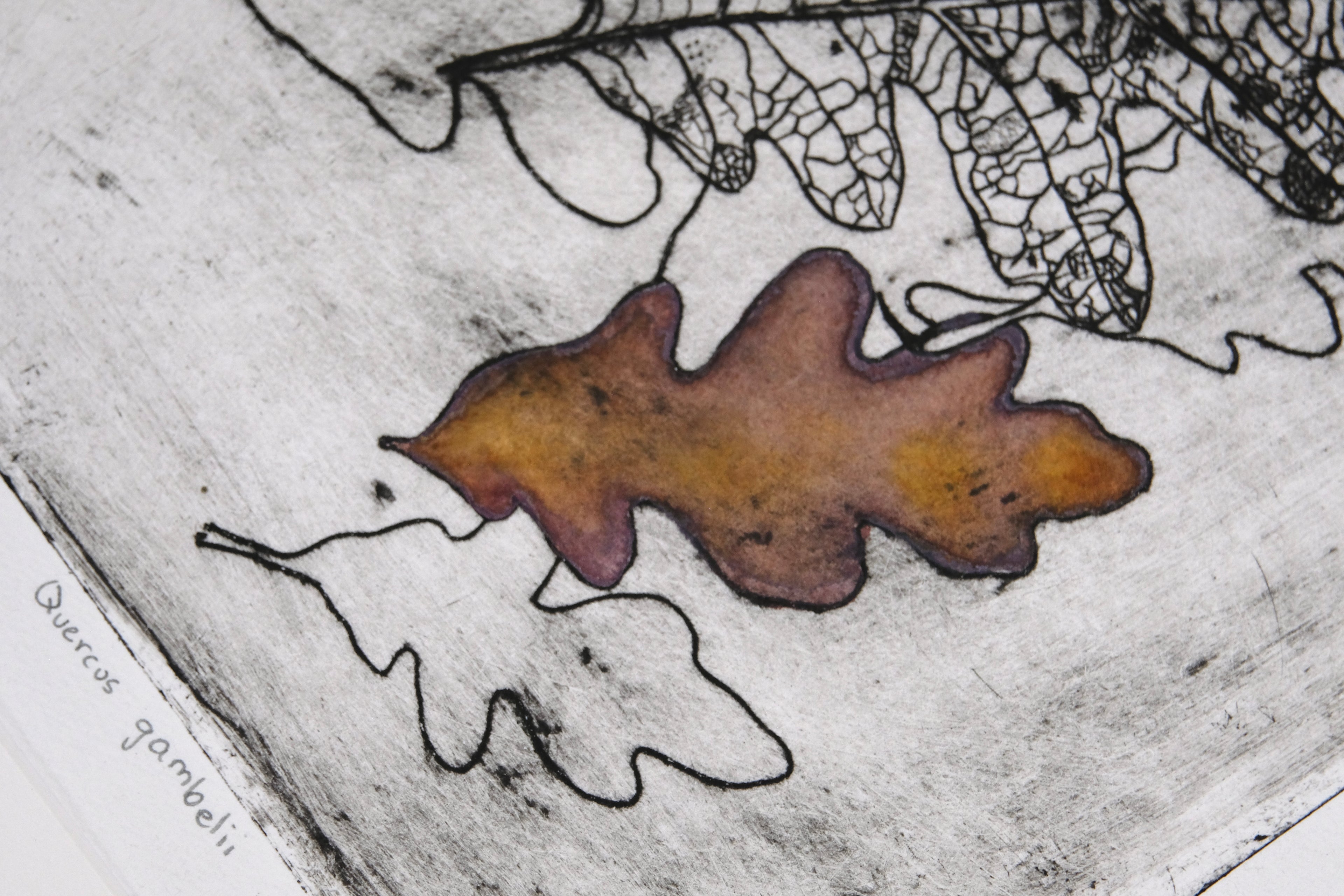 New Mexico Scrub Oak - a painted intaglio print