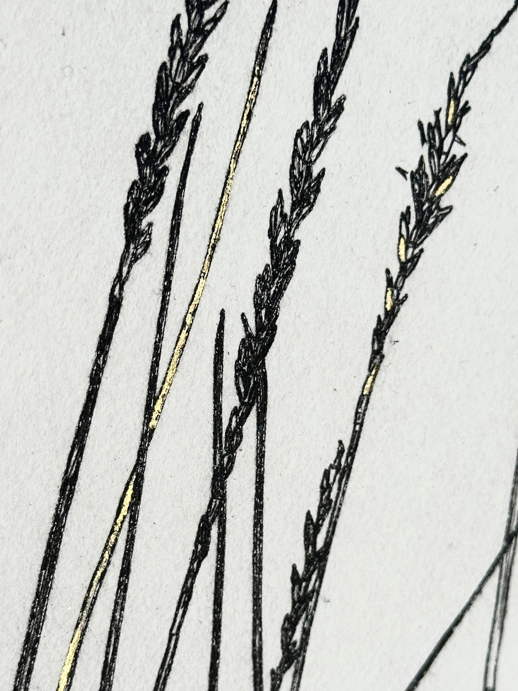 Gold Leaf Grass - Pleuraphis Jamesii - intaglio print