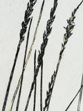 Gold Leaf Grass - Pleuraphis Jamesii - intaglio print