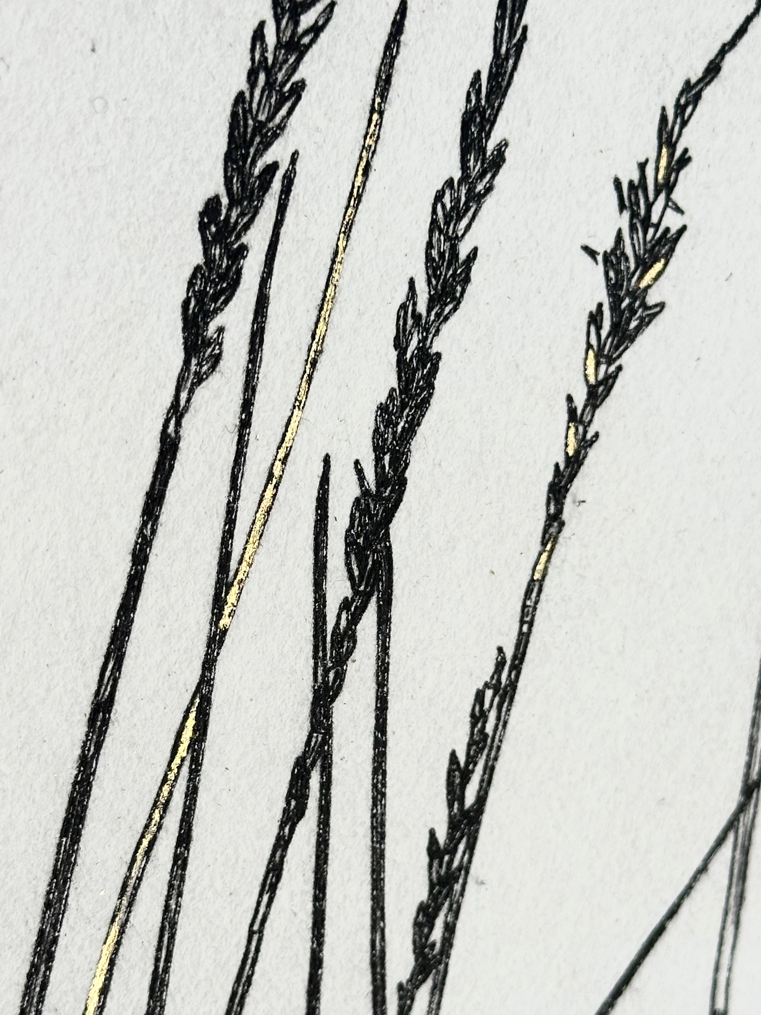 Gold Leaf Grass - Pleuraphis Jamesii - intaglio print