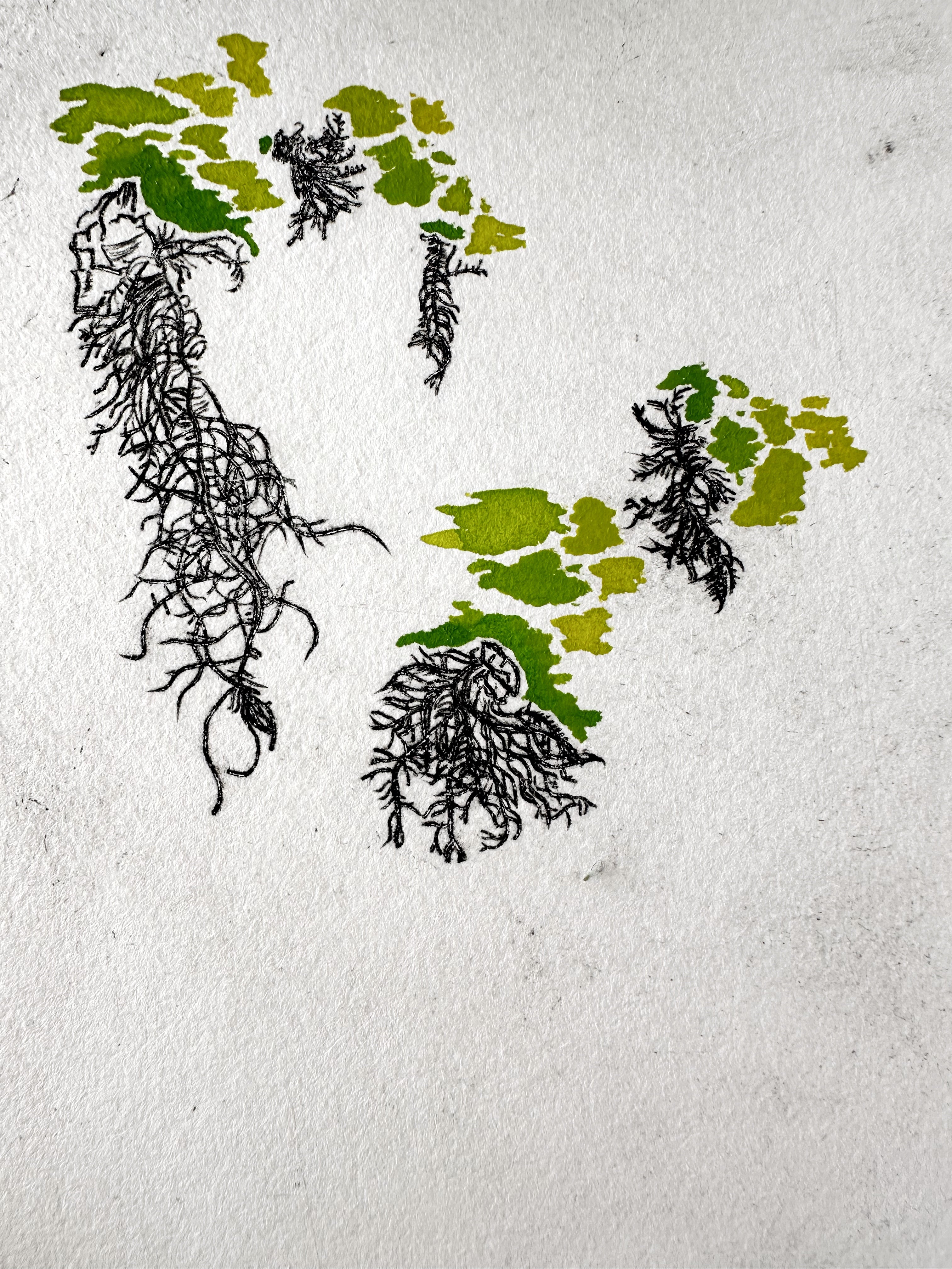 Usnea- Watercolored Intaglio Print