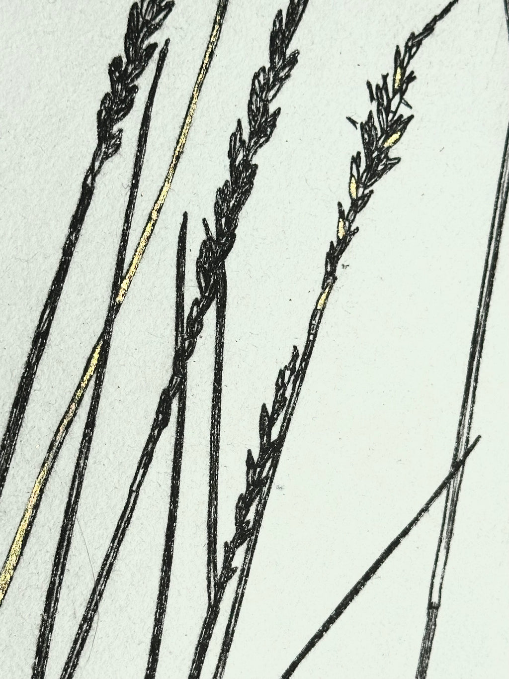 Gold Leaf Grass - Pleuraphis Jamesii - intaglio print