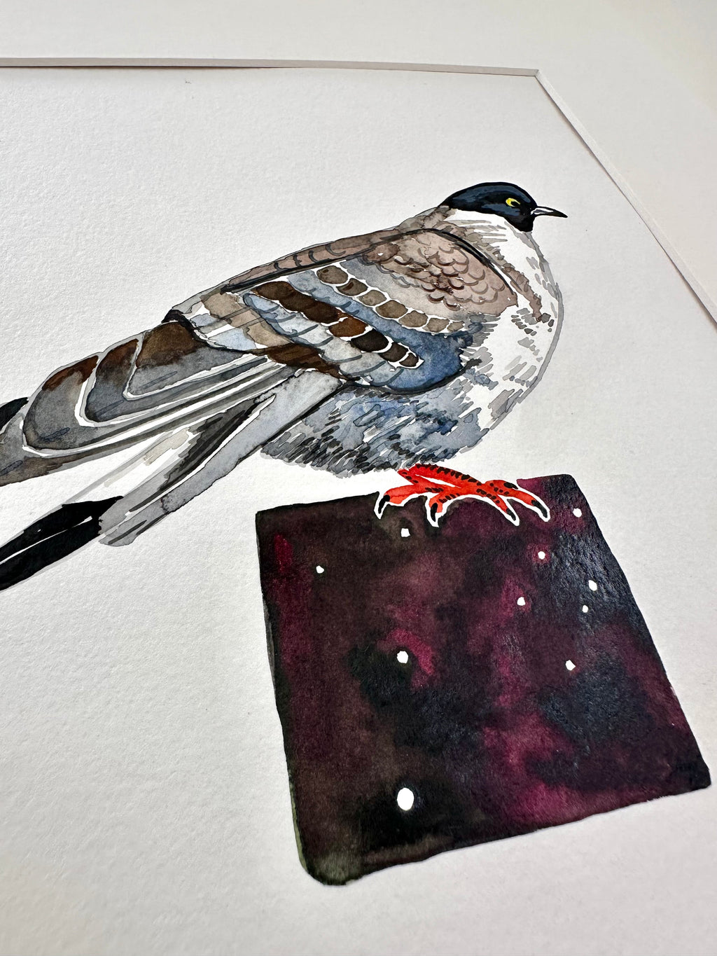 Tibetan Snow Pigeon - a watercolor painting