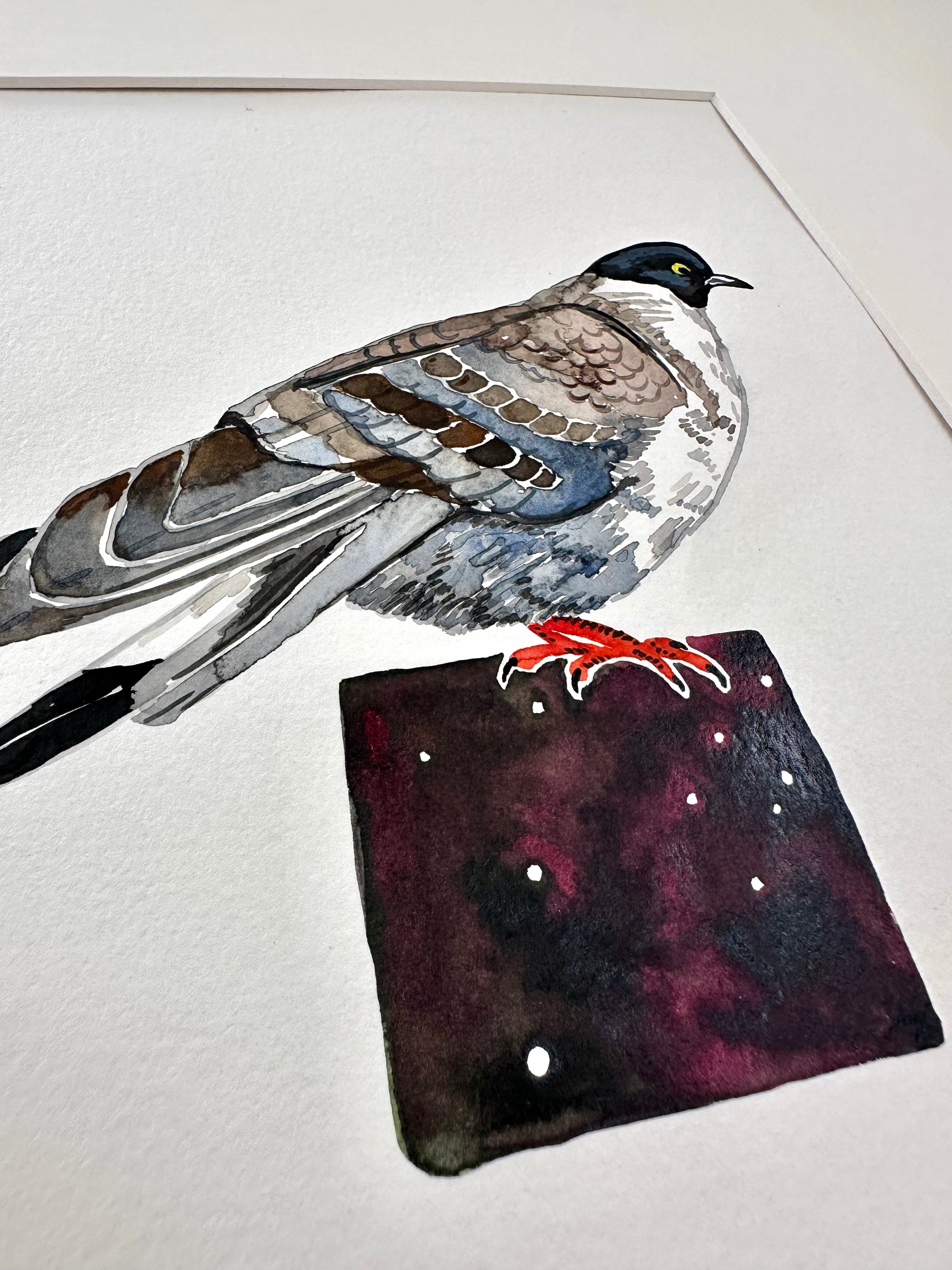 Tibetan Snow Pigeon - a watercolor painting