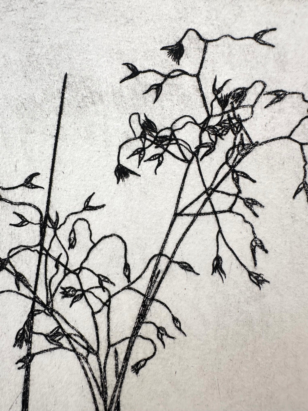 Rice Grass - an intaglio print