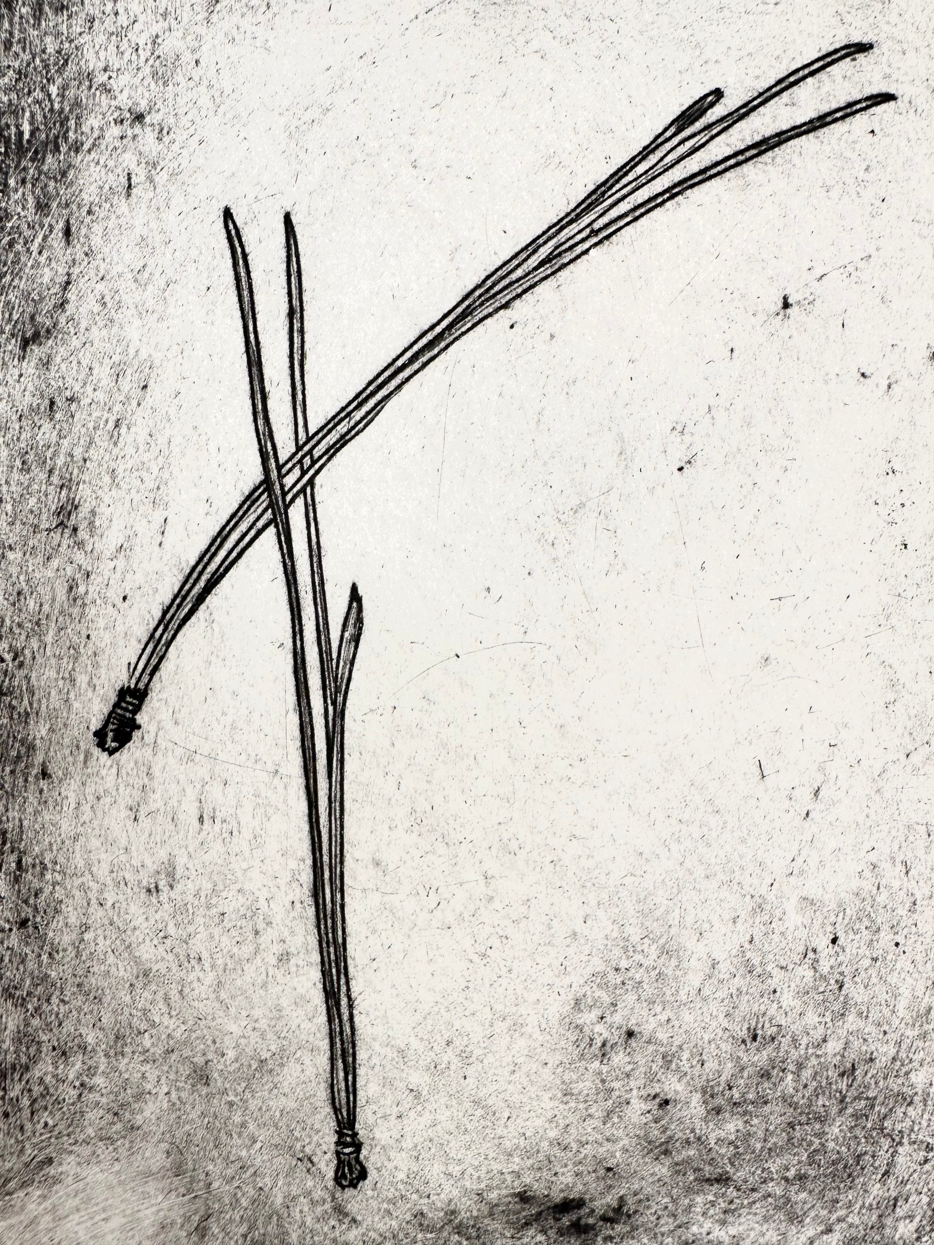 Pinus Ponderosa - an intaglio print