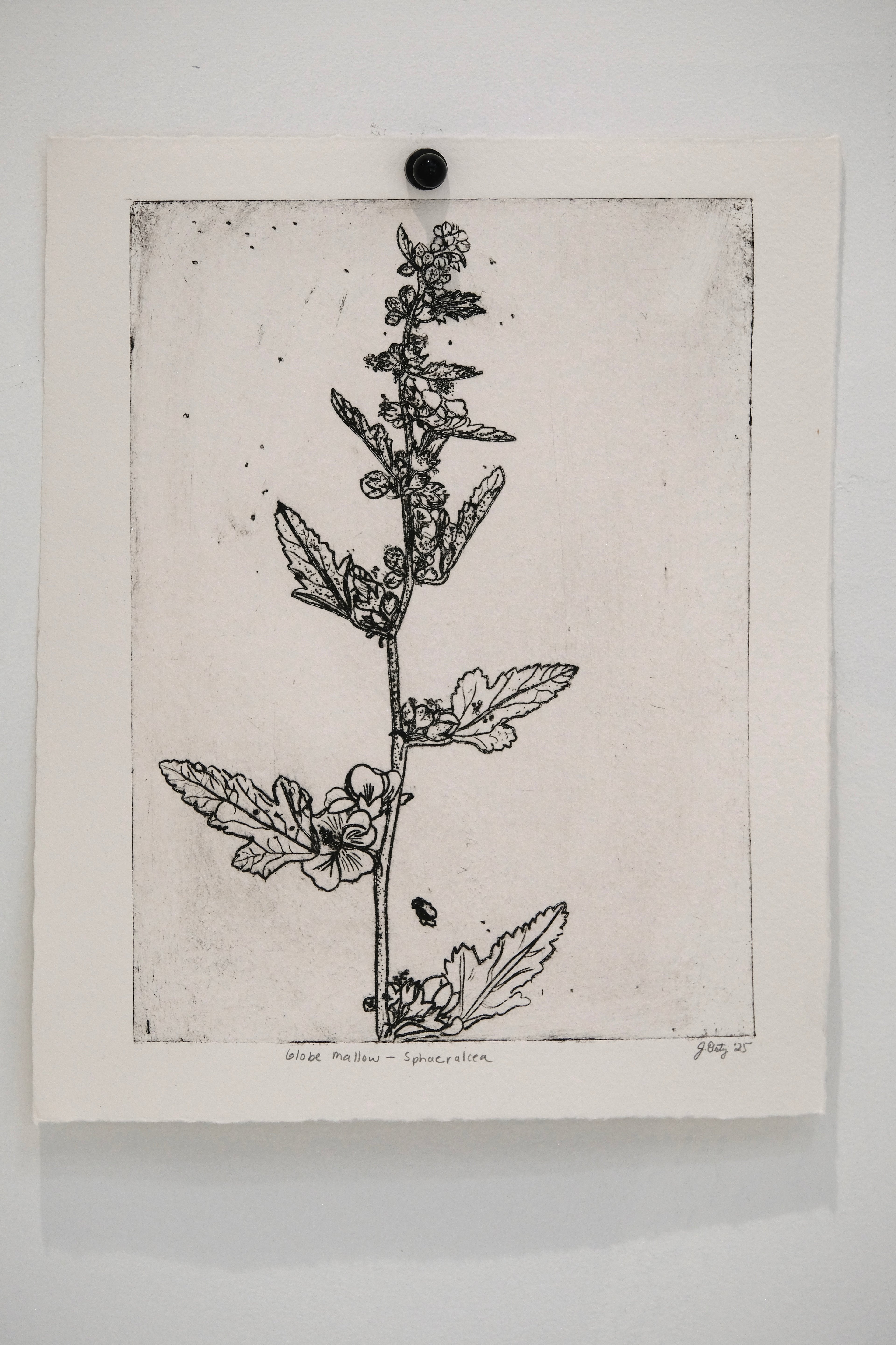 Globe mallow - an intaglio print