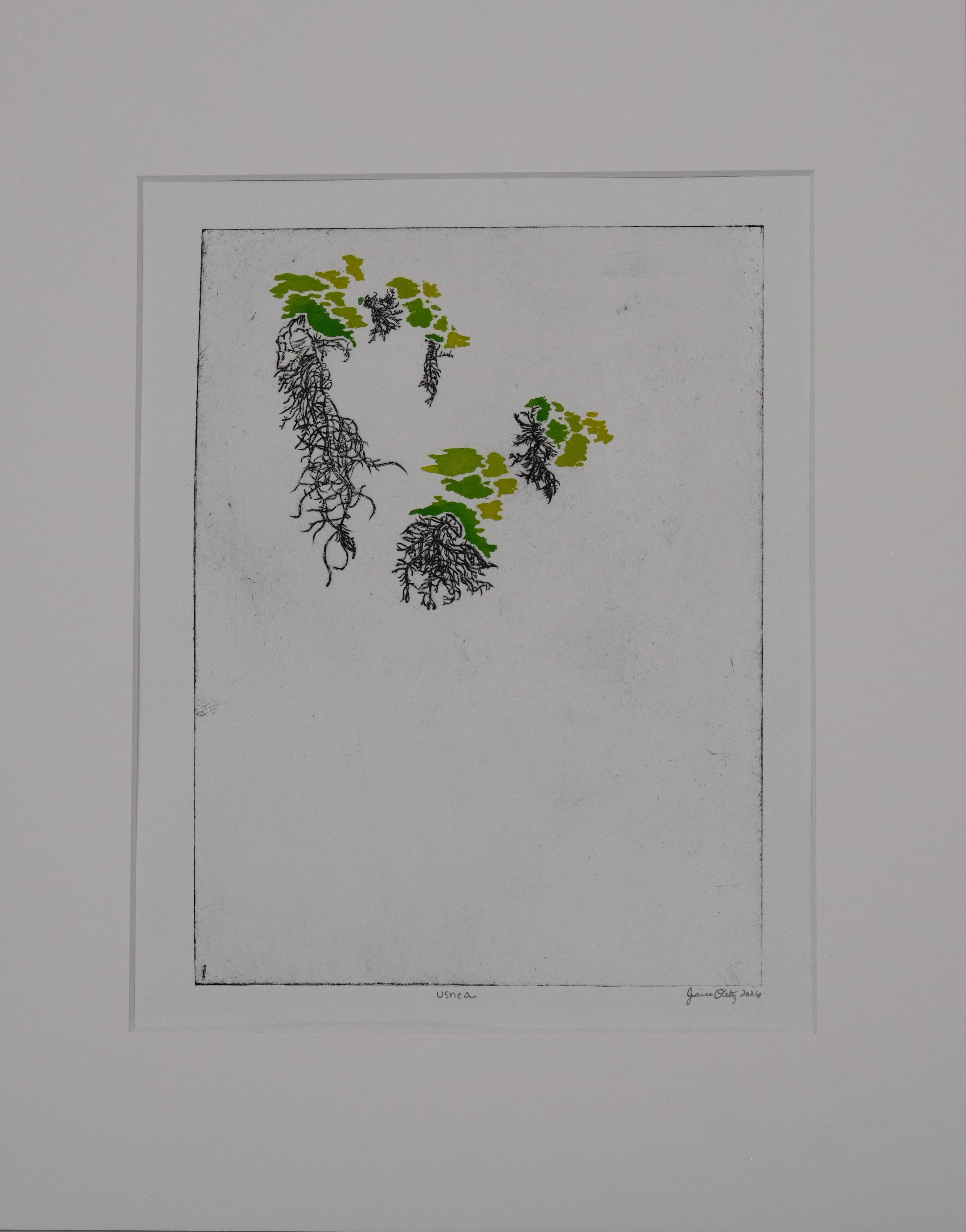 Usnea- Watercolored Intaglio Print