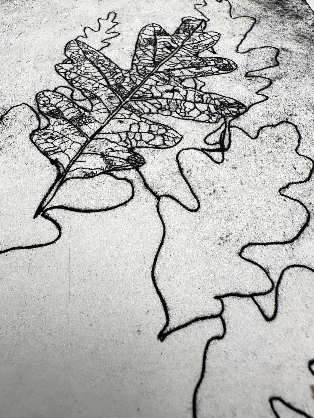 Quercus Gambelii - an intaglio print