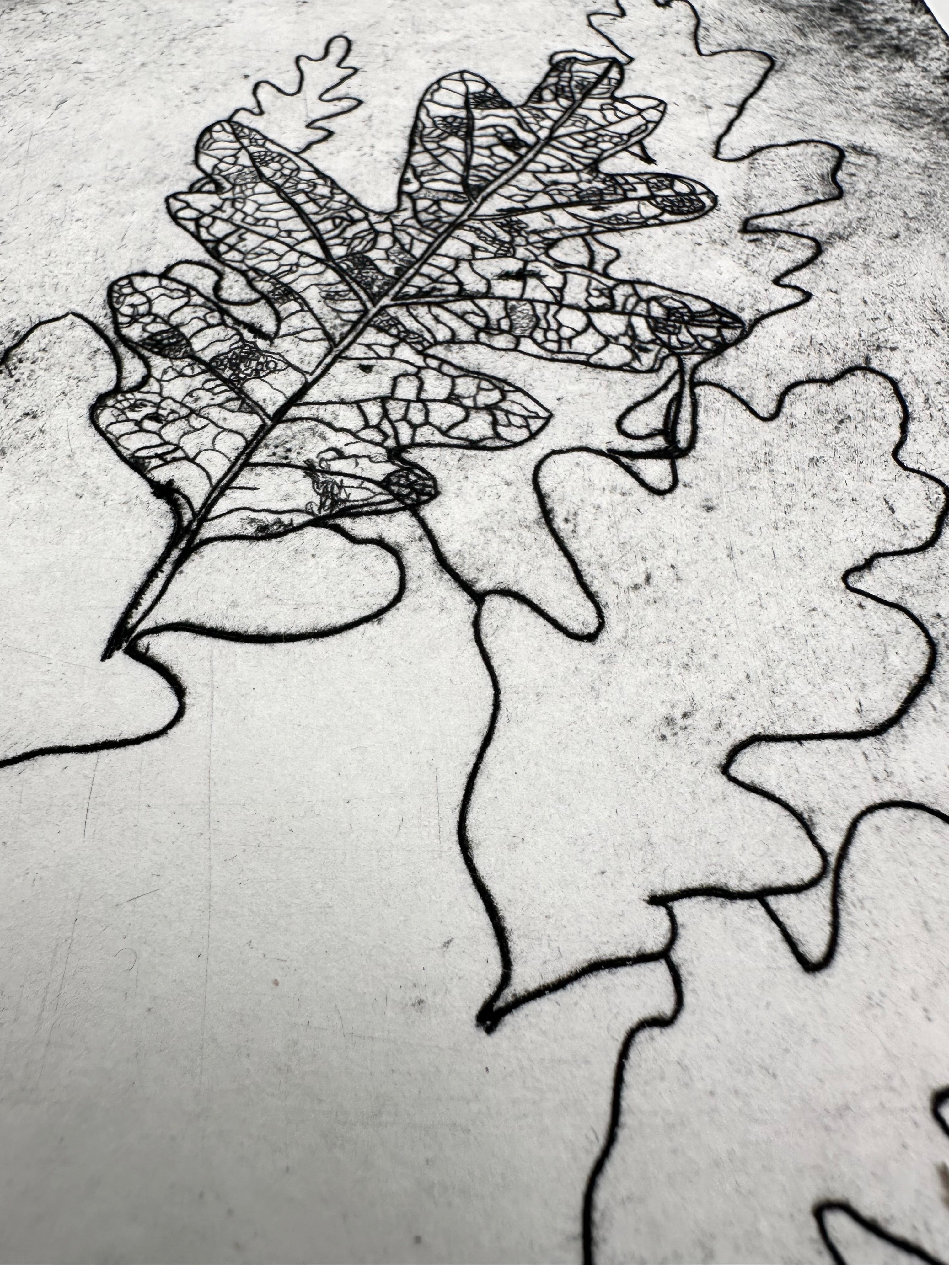 Quercus Gambelii - an intaglio print