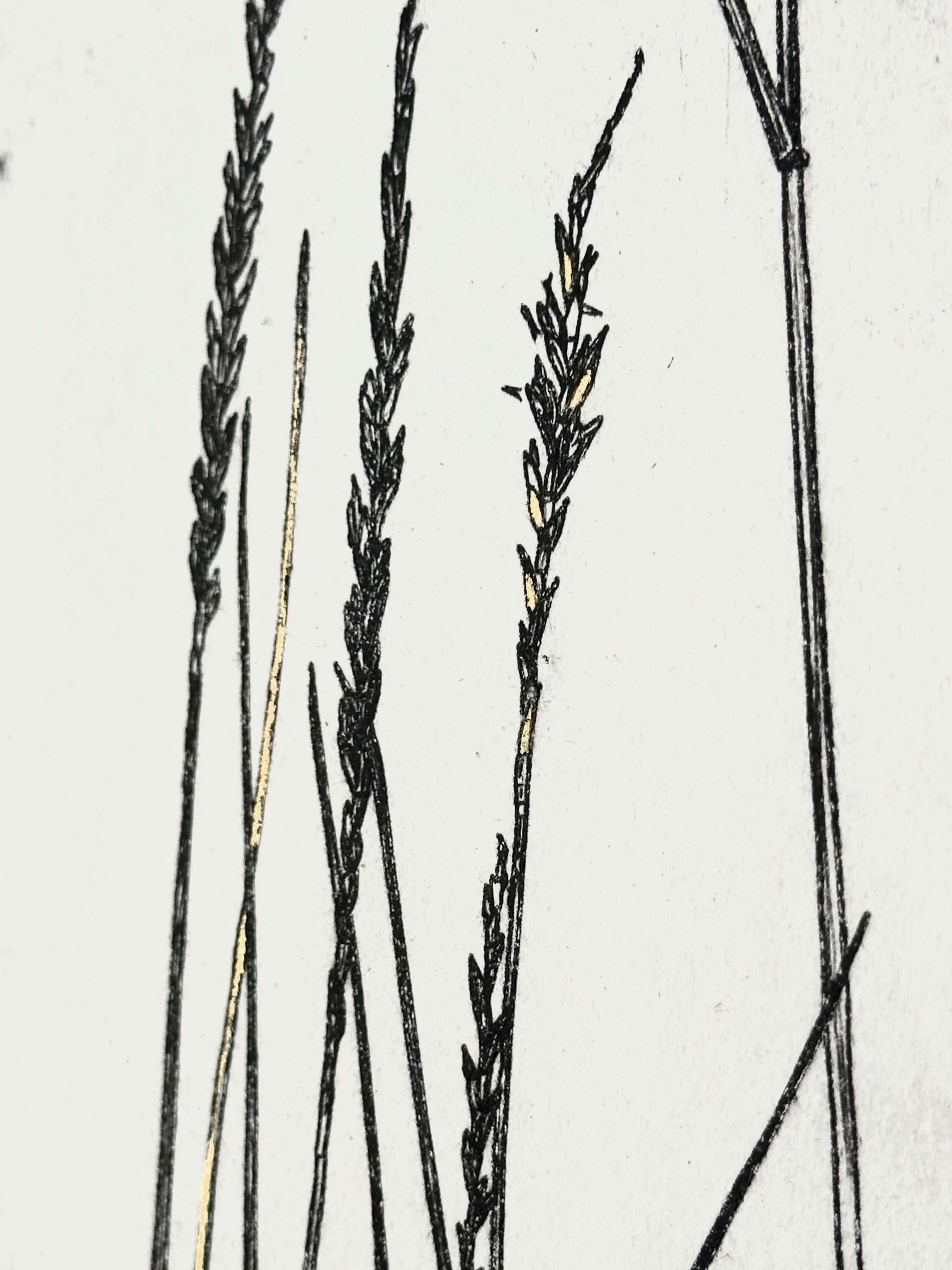 Gold Leaf Grass - Pleuraphis Jamesii - intaglio print
