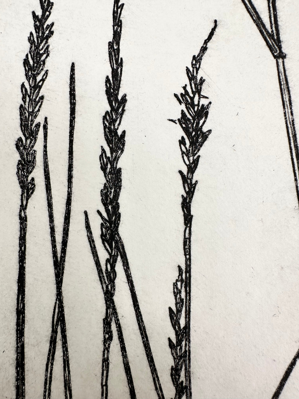 Pleuraphis Jamesii Grass - intaglio print