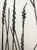 Pleuraphis Jamesii Grass - intaglio print