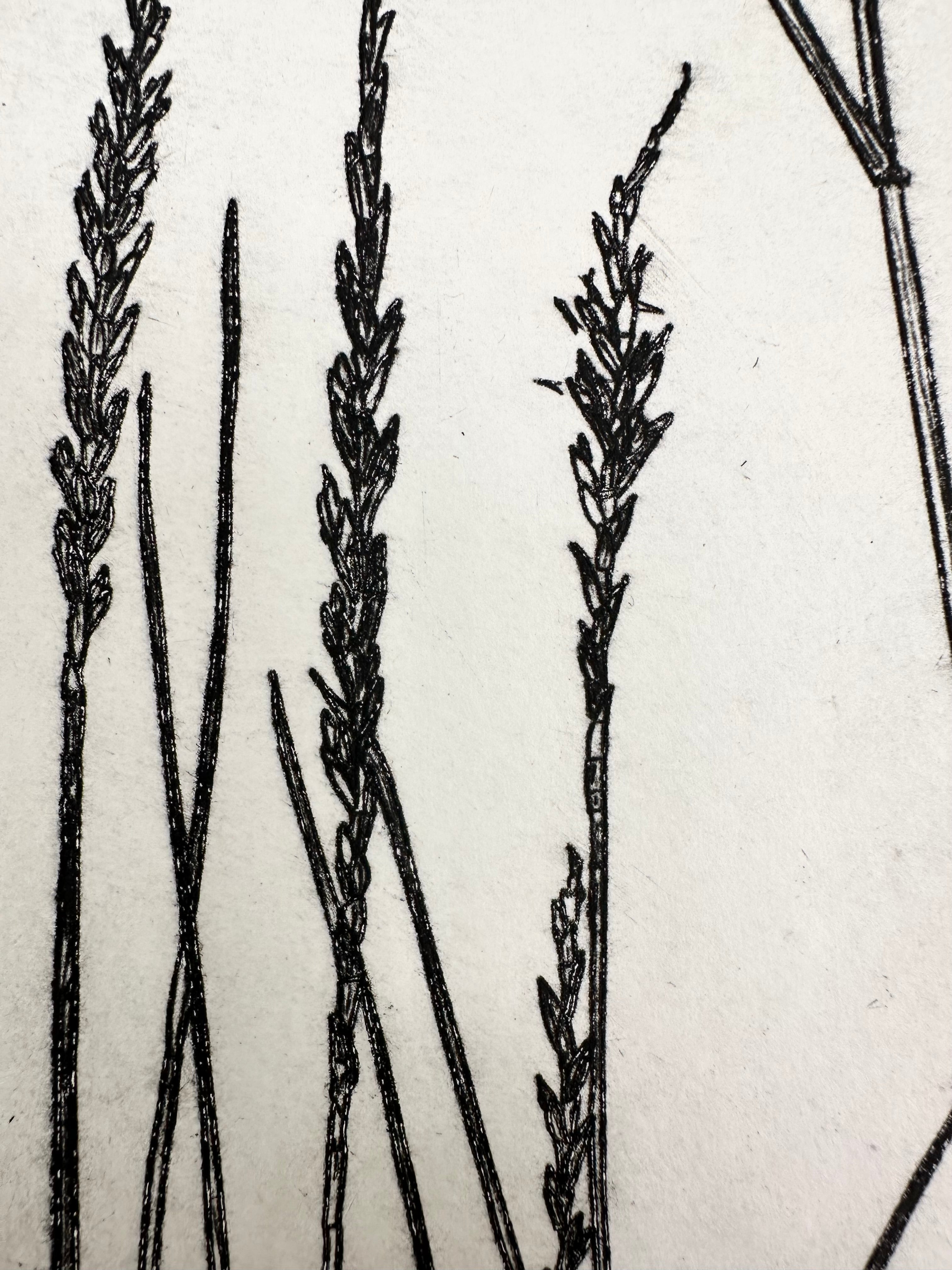 Pleuraphis Jamesii Grass - intaglio print