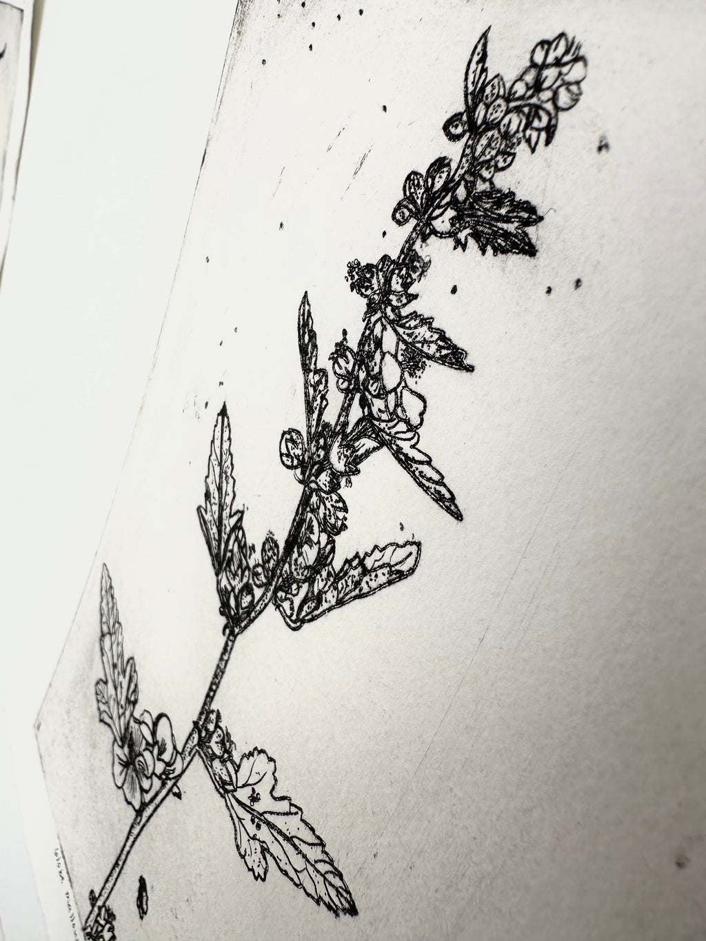 Globe mallow - an intaglio print