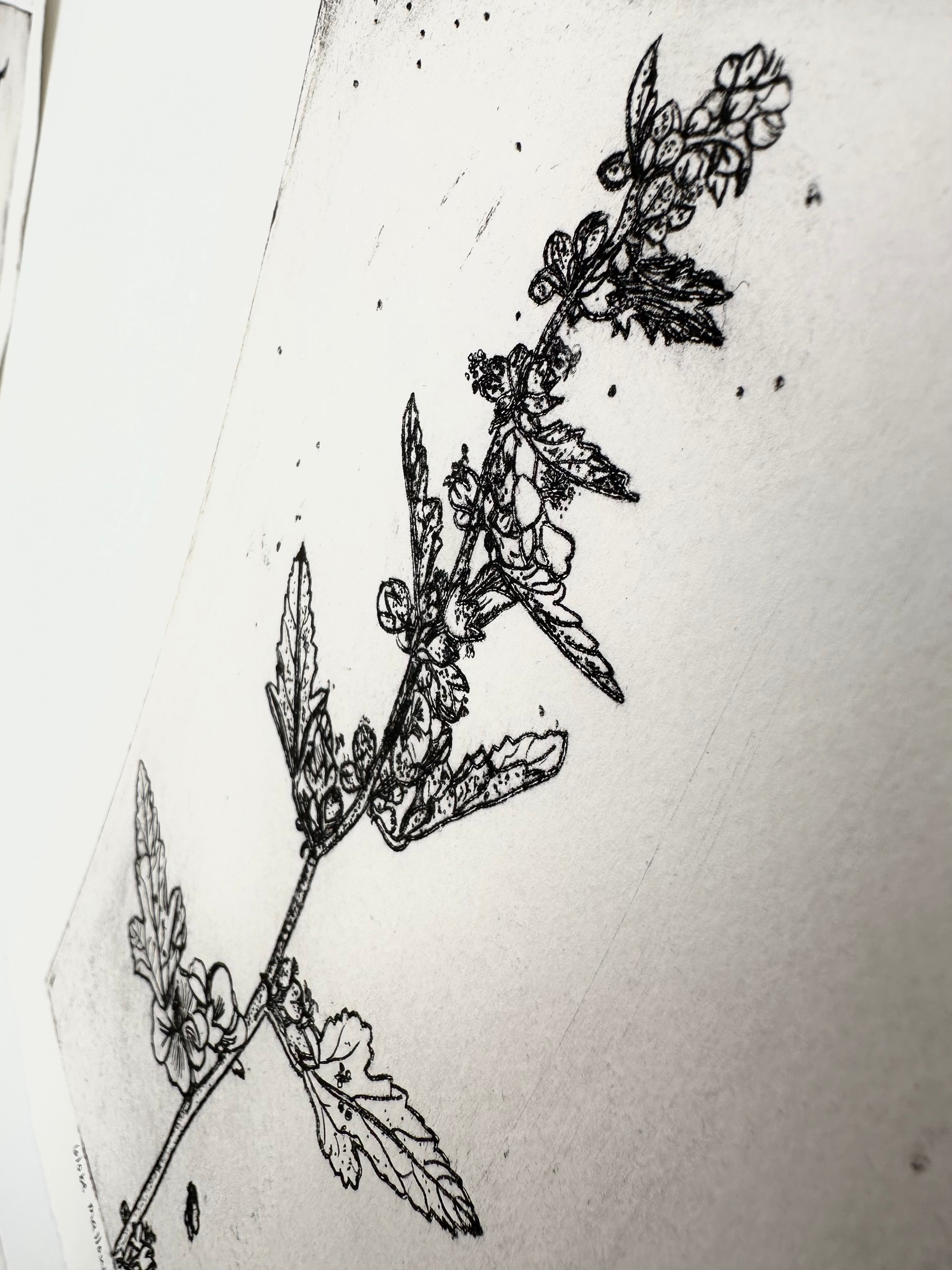 Globe mallow - an intaglio print