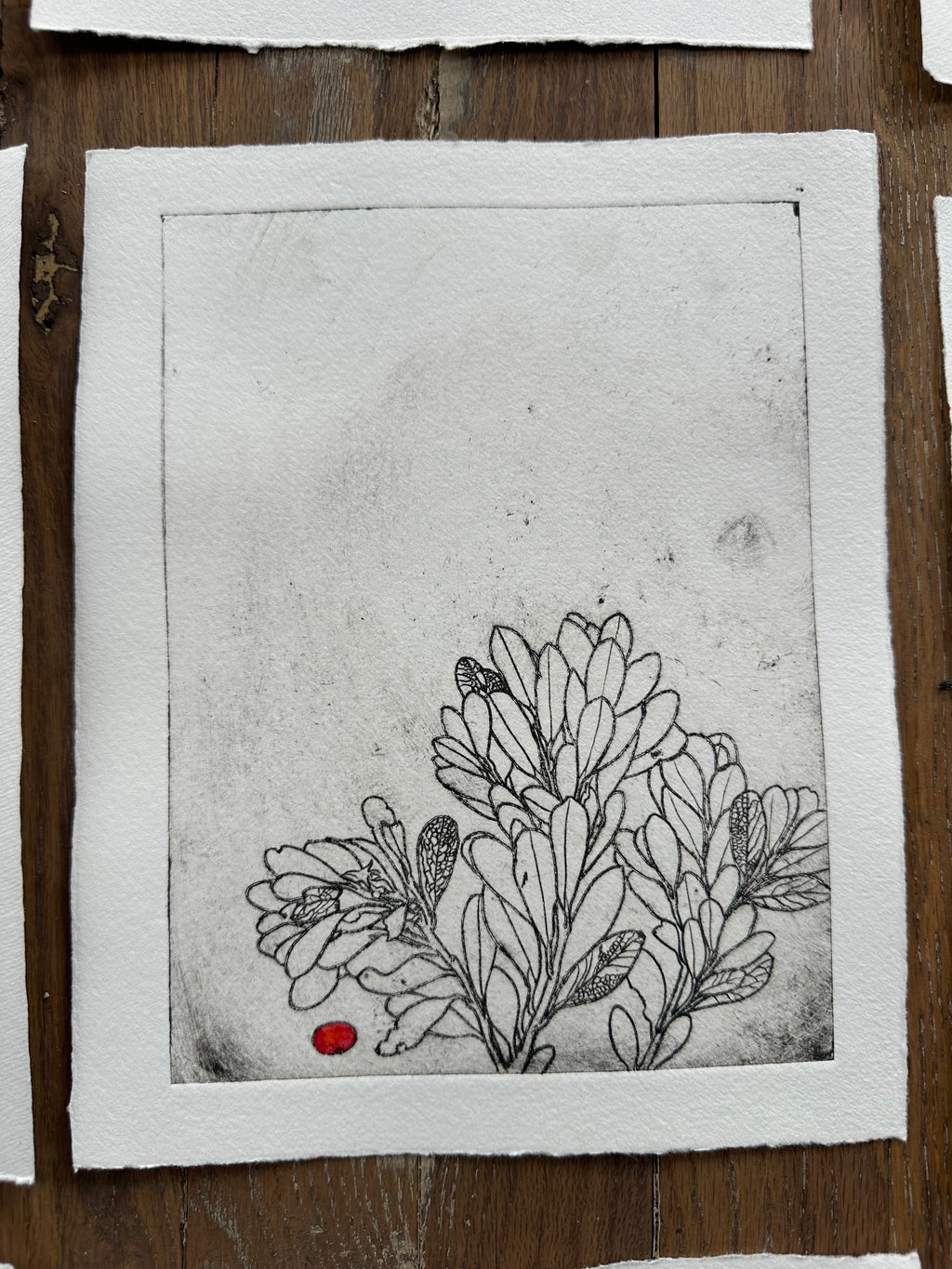 Uva Ursi - a painted intaglio print
