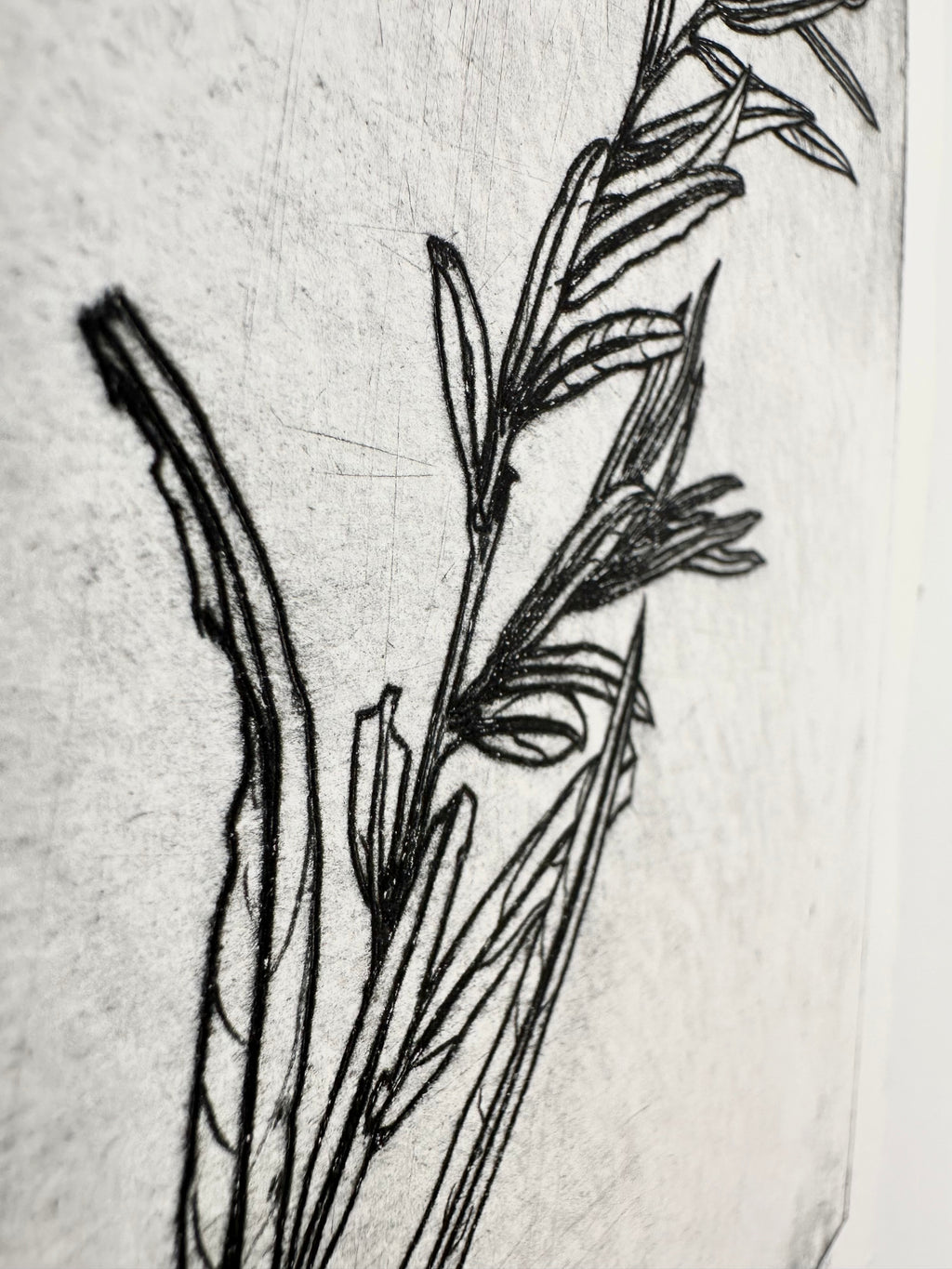 Coyote Willow - an intaglio print