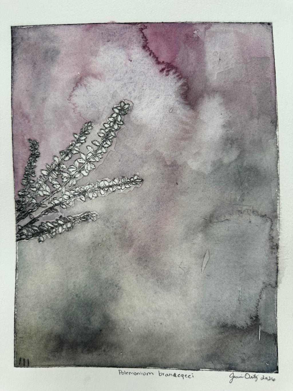 Polemonium brandegeei - a painted intaglio print