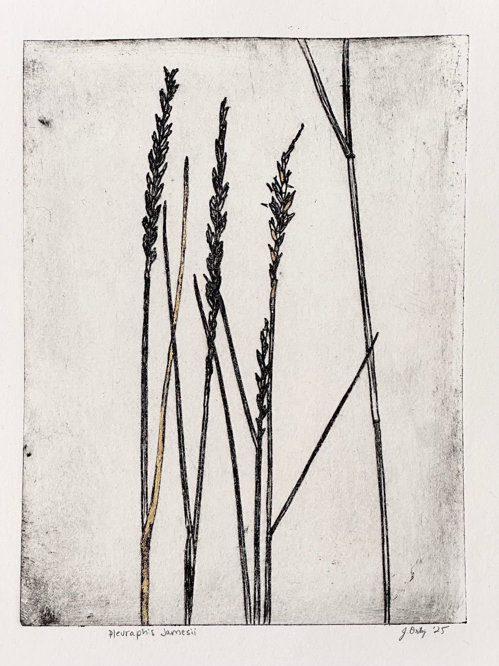 Gold Leaf Grass - Pleuraphis Jamesii - intaglio print