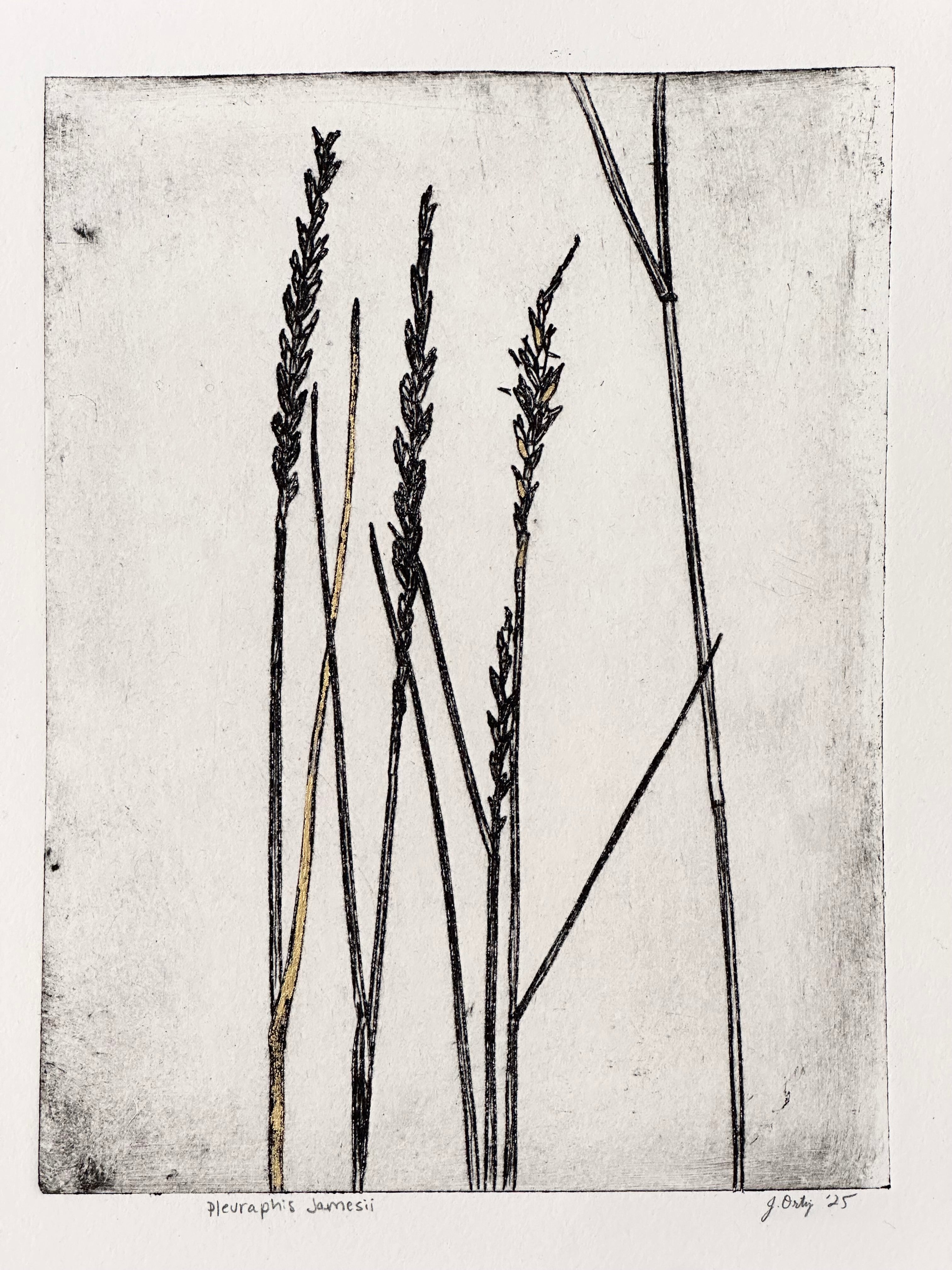 Gold Leaf Grass - Pleuraphis Jamesii - intaglio print
