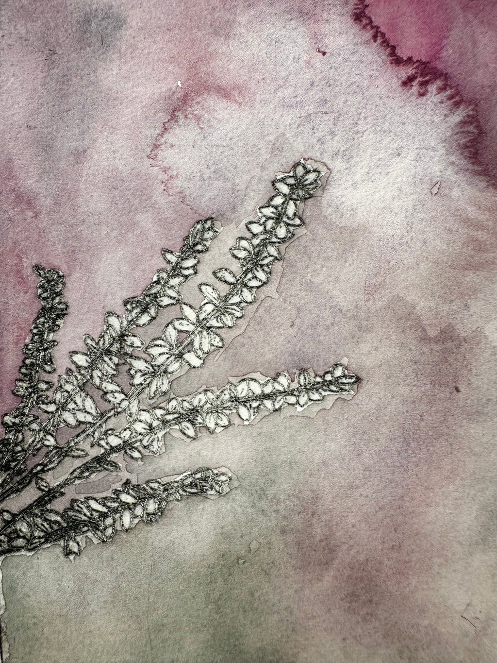 Polemonium brandegeei - a painted intaglio print
