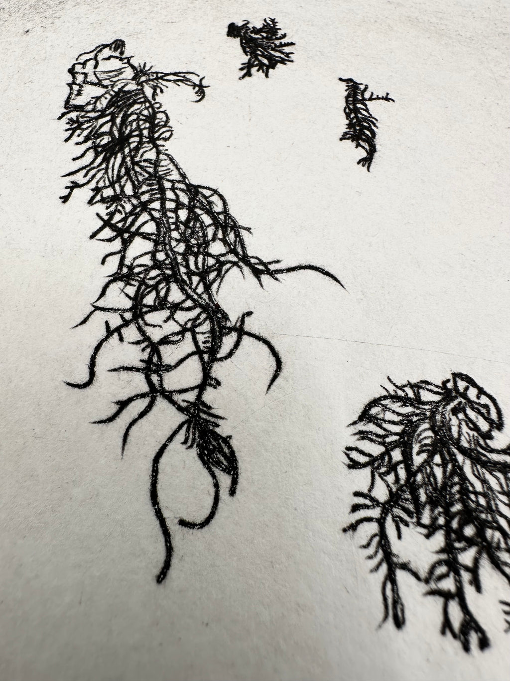 Usnea - a botanical intaglio print