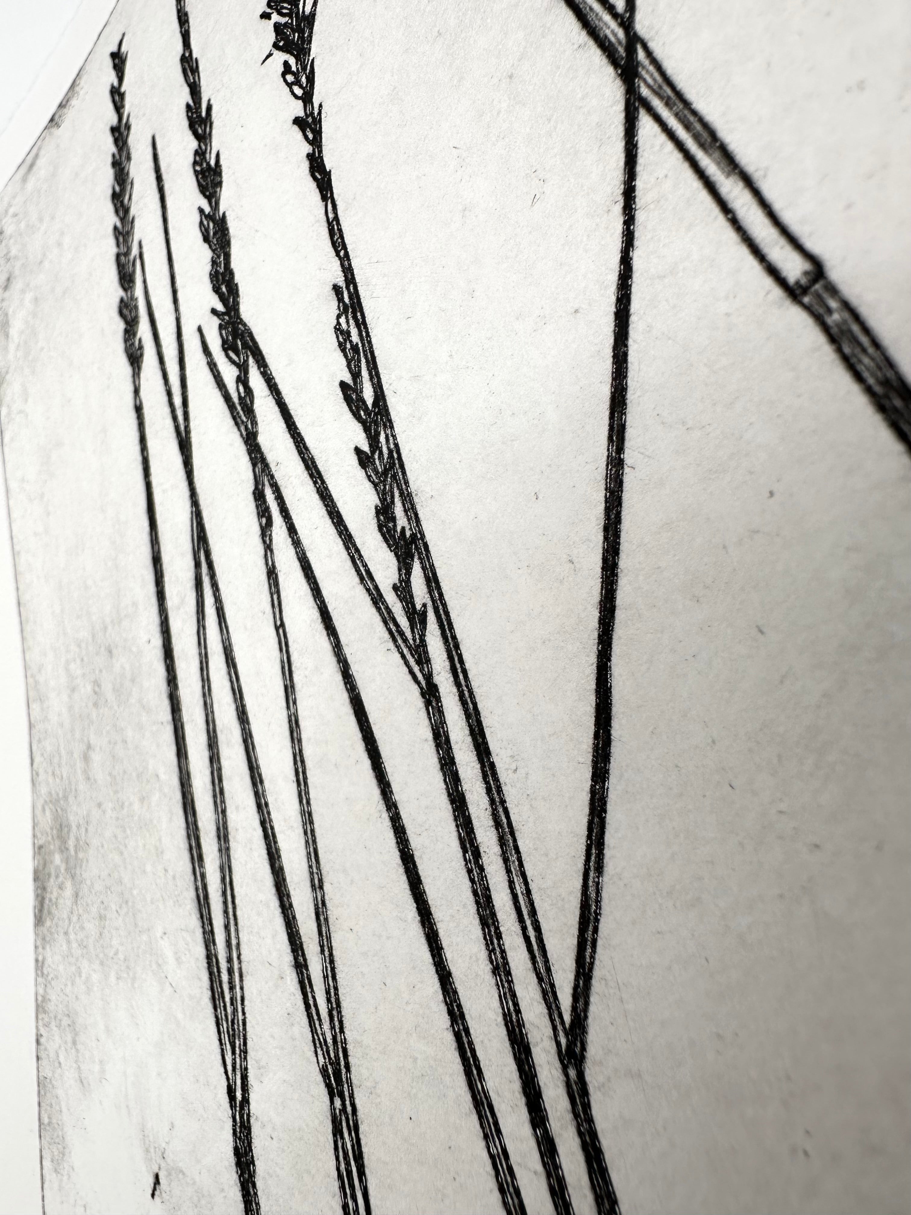 Pleuraphis Jamesii Grass - intaglio print