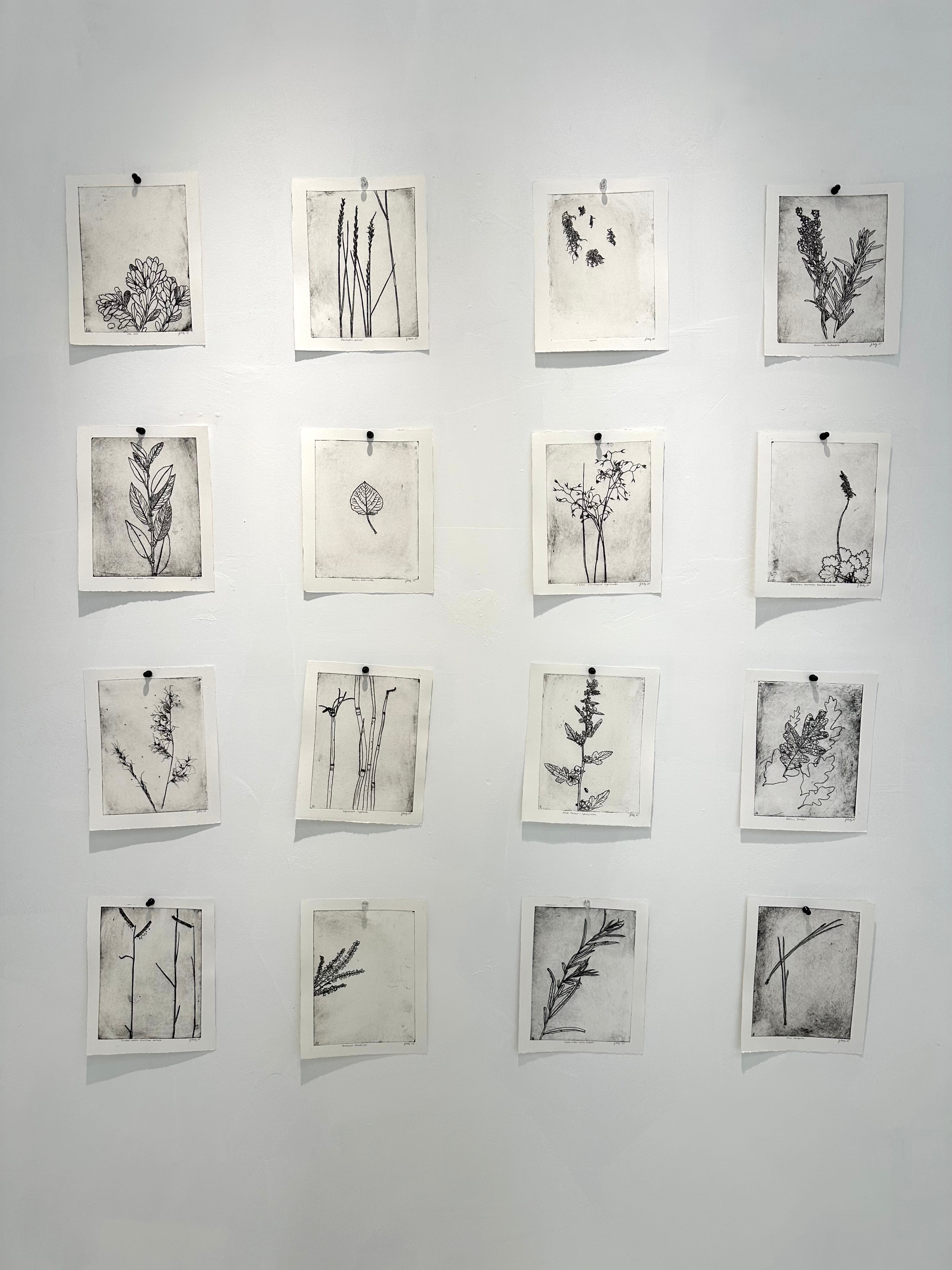Rice Grass - an intaglio print