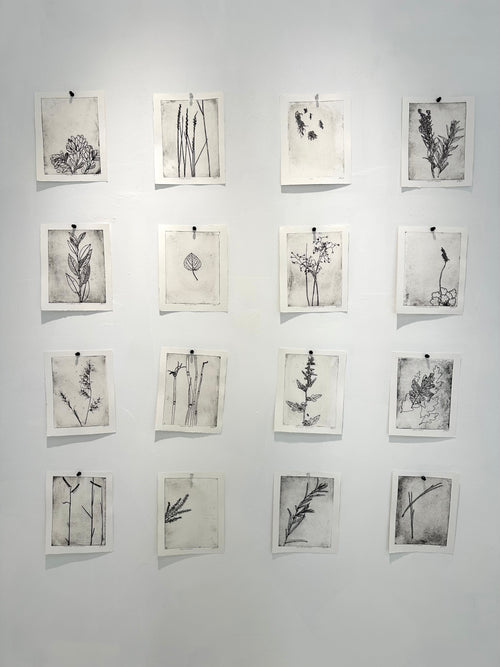 Artemisia tridentata - Sage - intaglio print