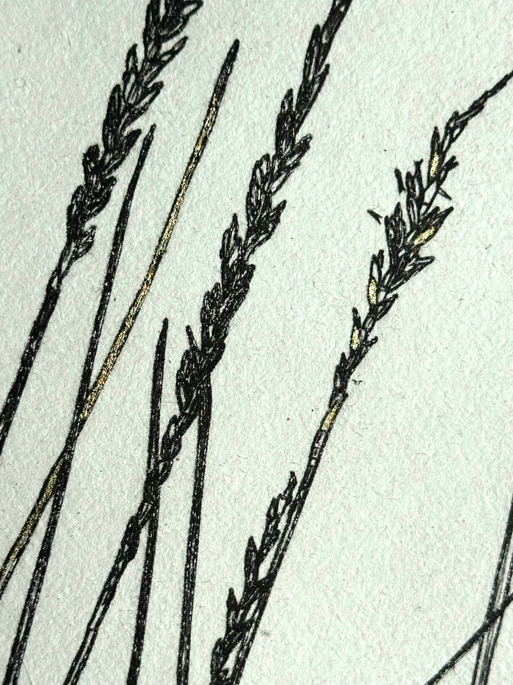 Gold Leaf Grass - Pleuraphis Jamesii - intaglio print