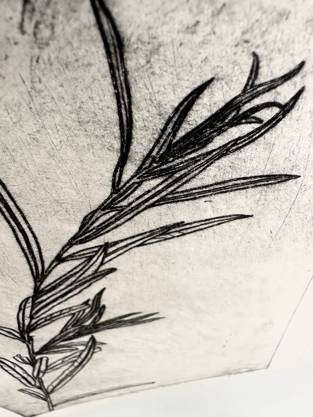 Coyote Willow - an intaglio print